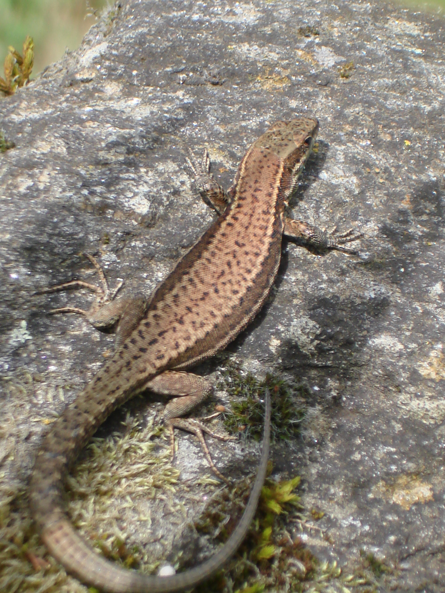 Sony DSC-W100 sample photo. Reptile photography