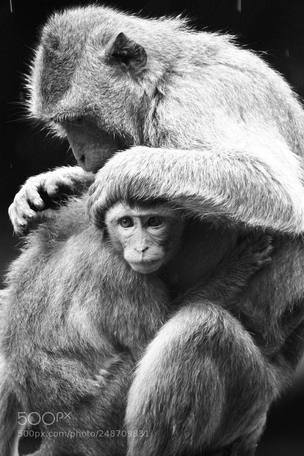 Canon EOS 550D (EOS Rebel T2i / EOS Kiss X4) sample photo. Macaque photography