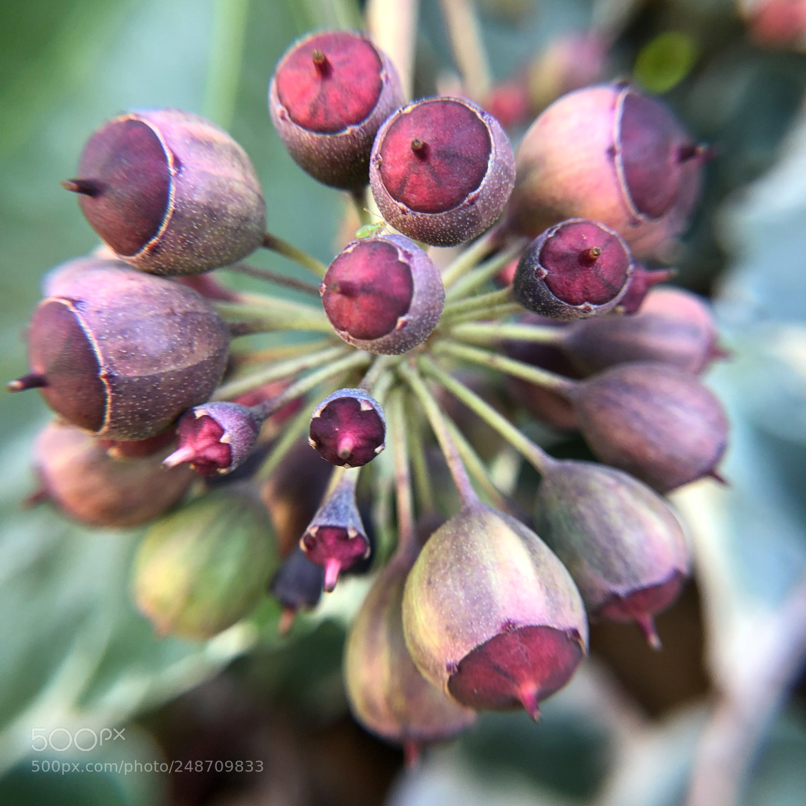 Apple iPhone X sample photo. Surprise de printemps photography