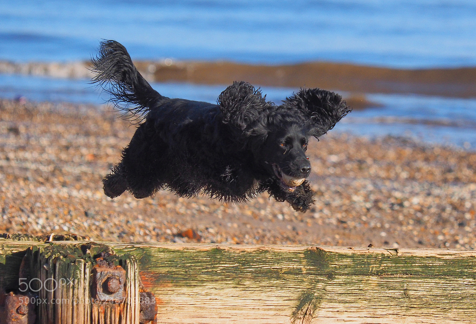 Olympus OM-D E-M1 sample photo. Airborne spaniel photography