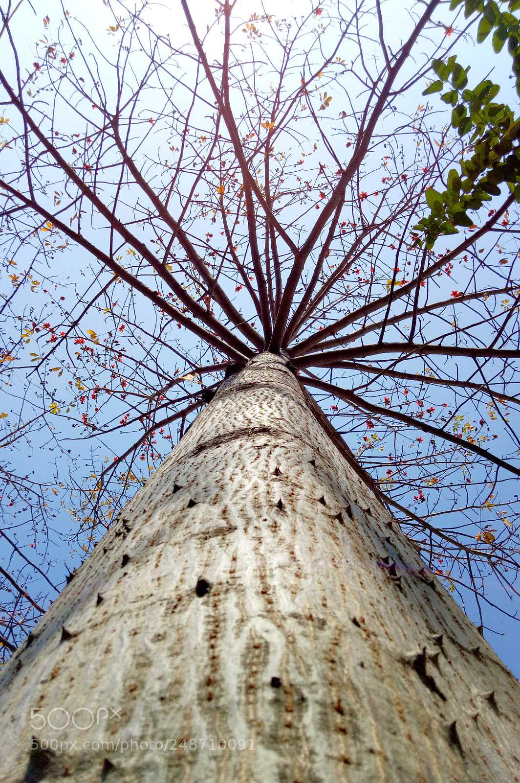 OPPO A1601 sample photo. ਰੁੱਖ (tree) photography