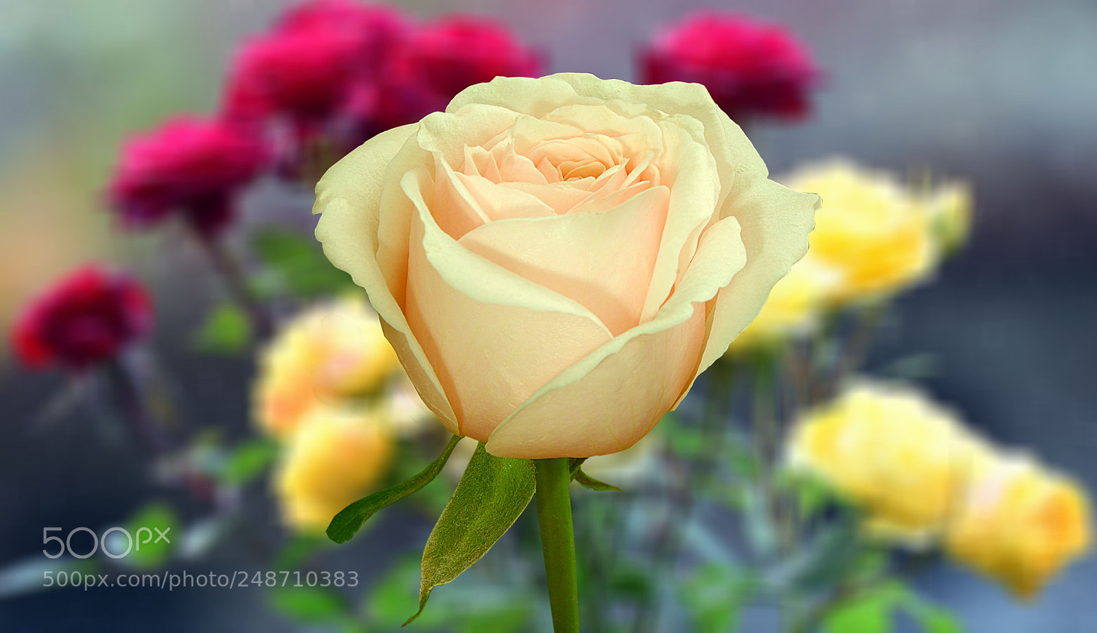 Nikon D7100 sample photo. Untitled photography