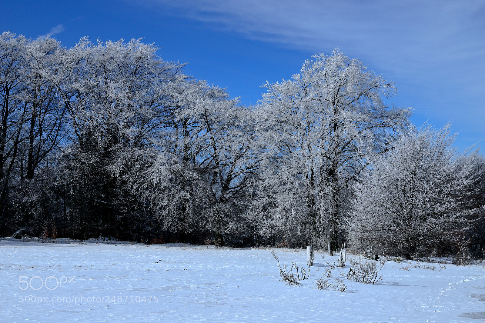 Canon EOS 6D Mark II sample photo. Trees freeze photography