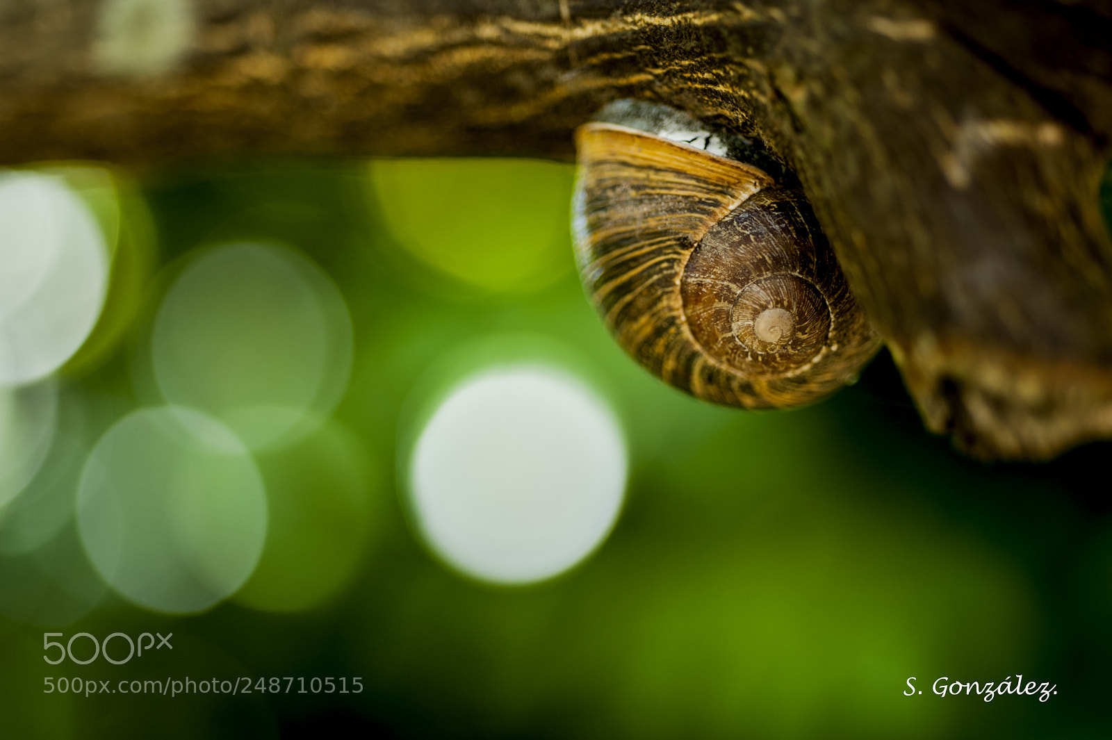 Nikon D700 sample photo. Snail photography