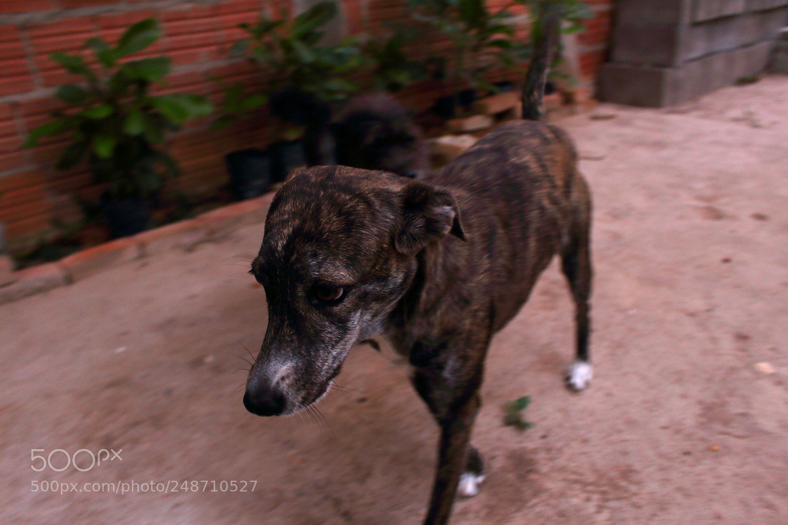 Canon EOS 700D (EOS Rebel T5i / EOS Kiss X7i) sample photo. Catita photography
