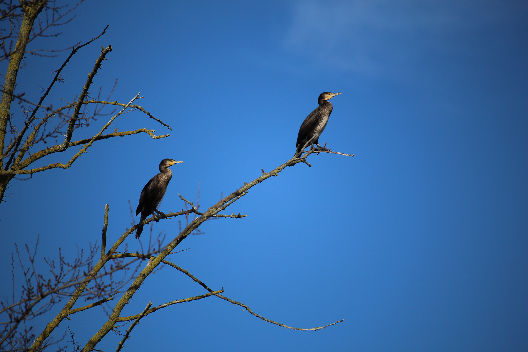 Canon EOS 100D (EOS Rebel SL1 / EOS Kiss X7) + Canon EF-S 55-250mm F4-5.6 IS STM sample photo. Cormorants in blue photography
