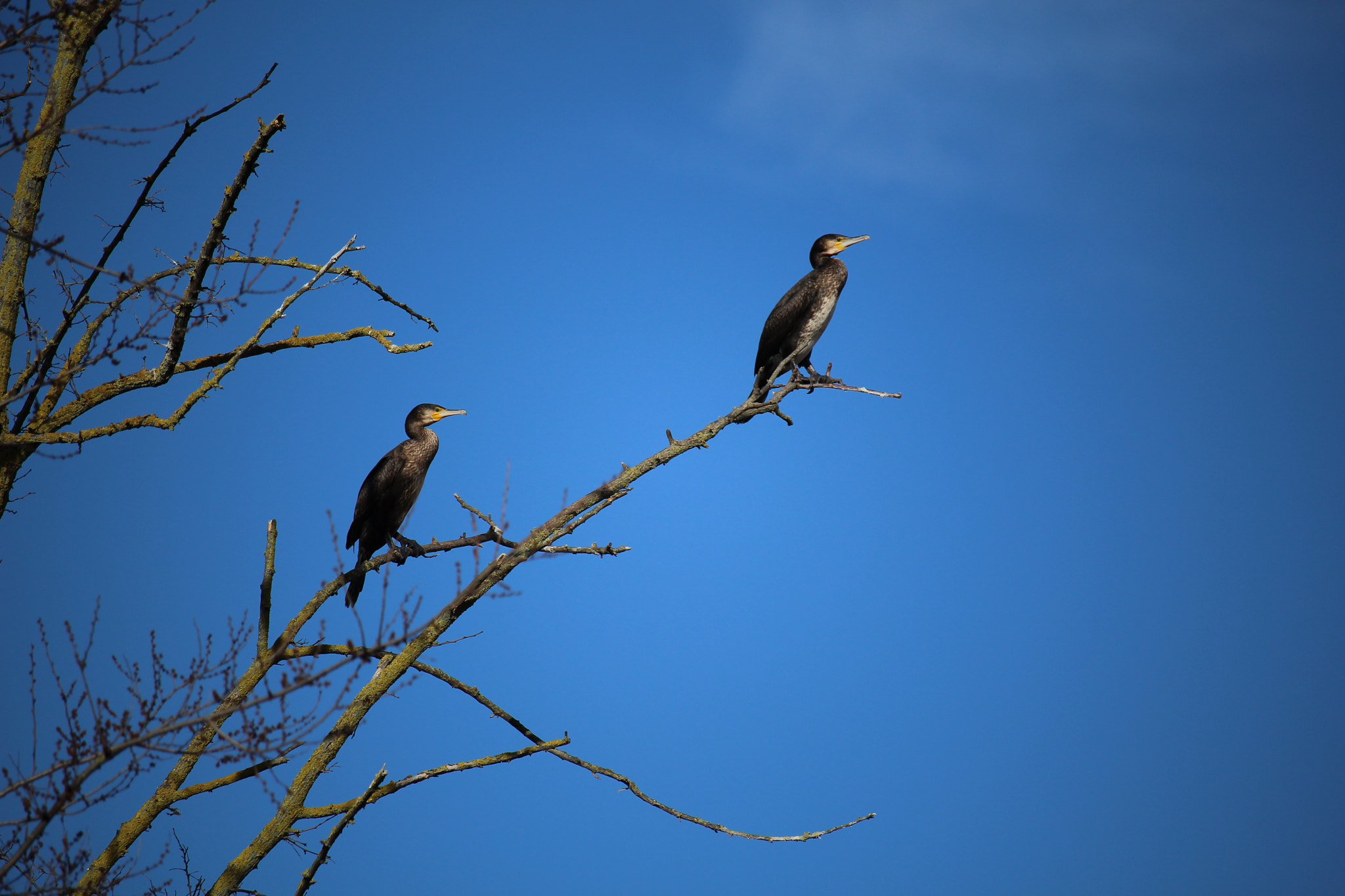Canon EF-S 55-250mm F4-5.6 IS STM sample photo. Cormorants in blue photography