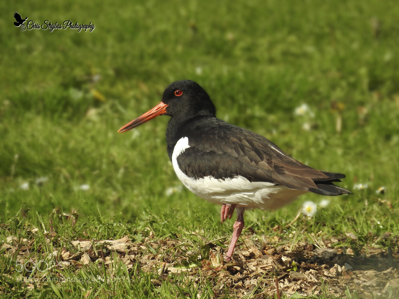 Nikon Coolpix P900 sample photo. Scholekster ( oystercatcher ) photography