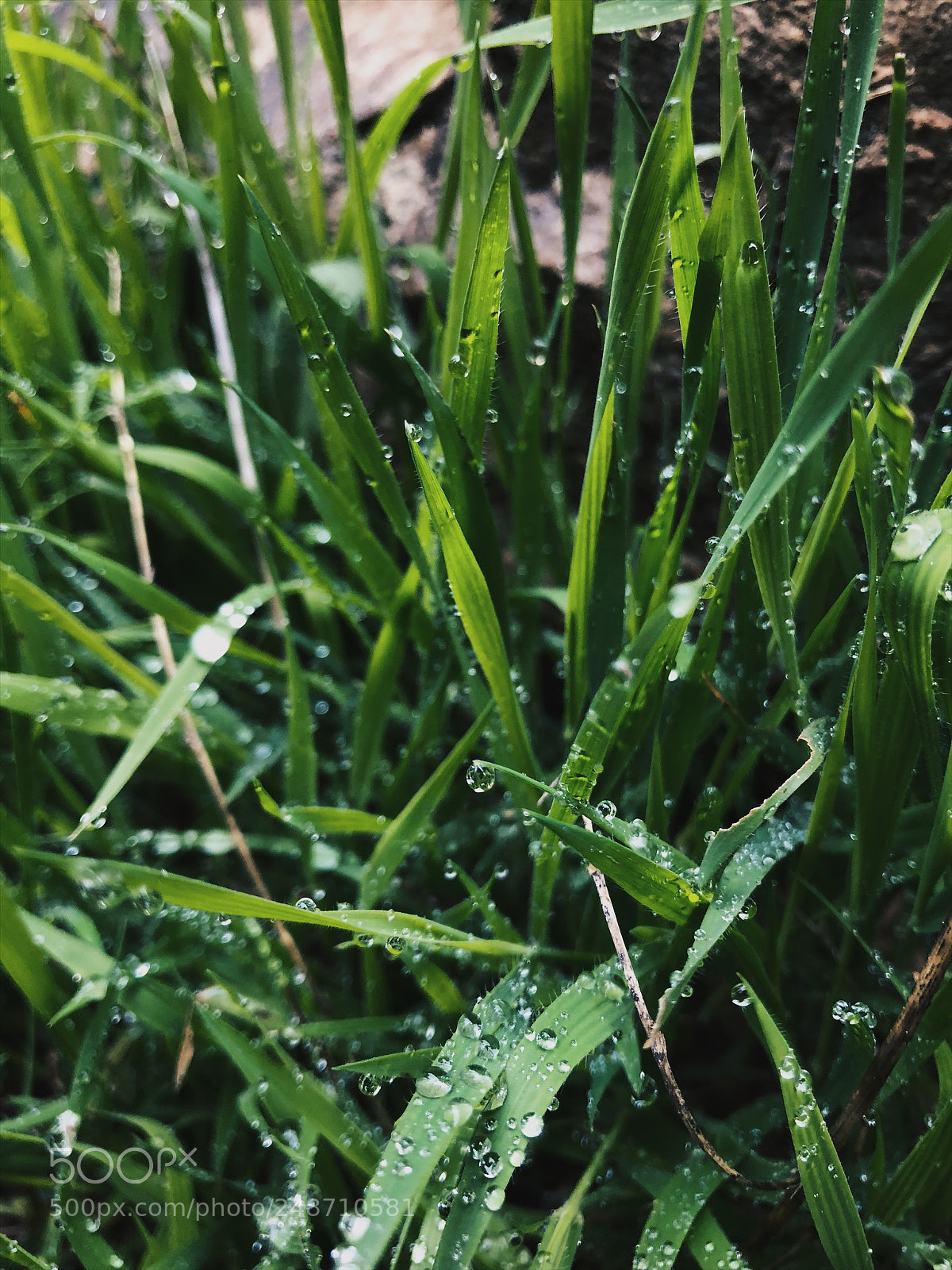 Apple iPhone 8 sample photo. Untitled photography