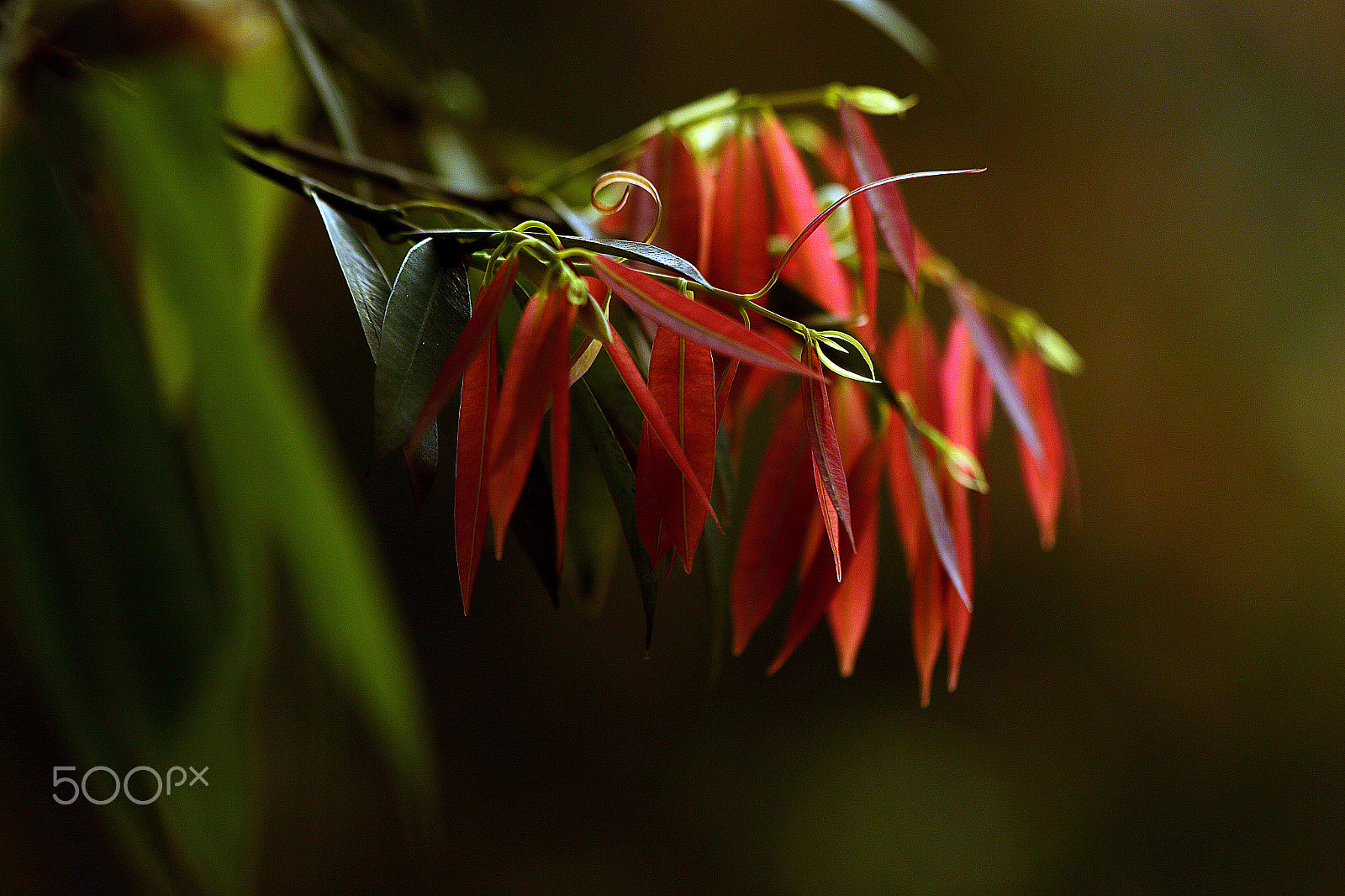 Canon EF 70-300mm F4-5.6 IS USM sample photo. New life photography