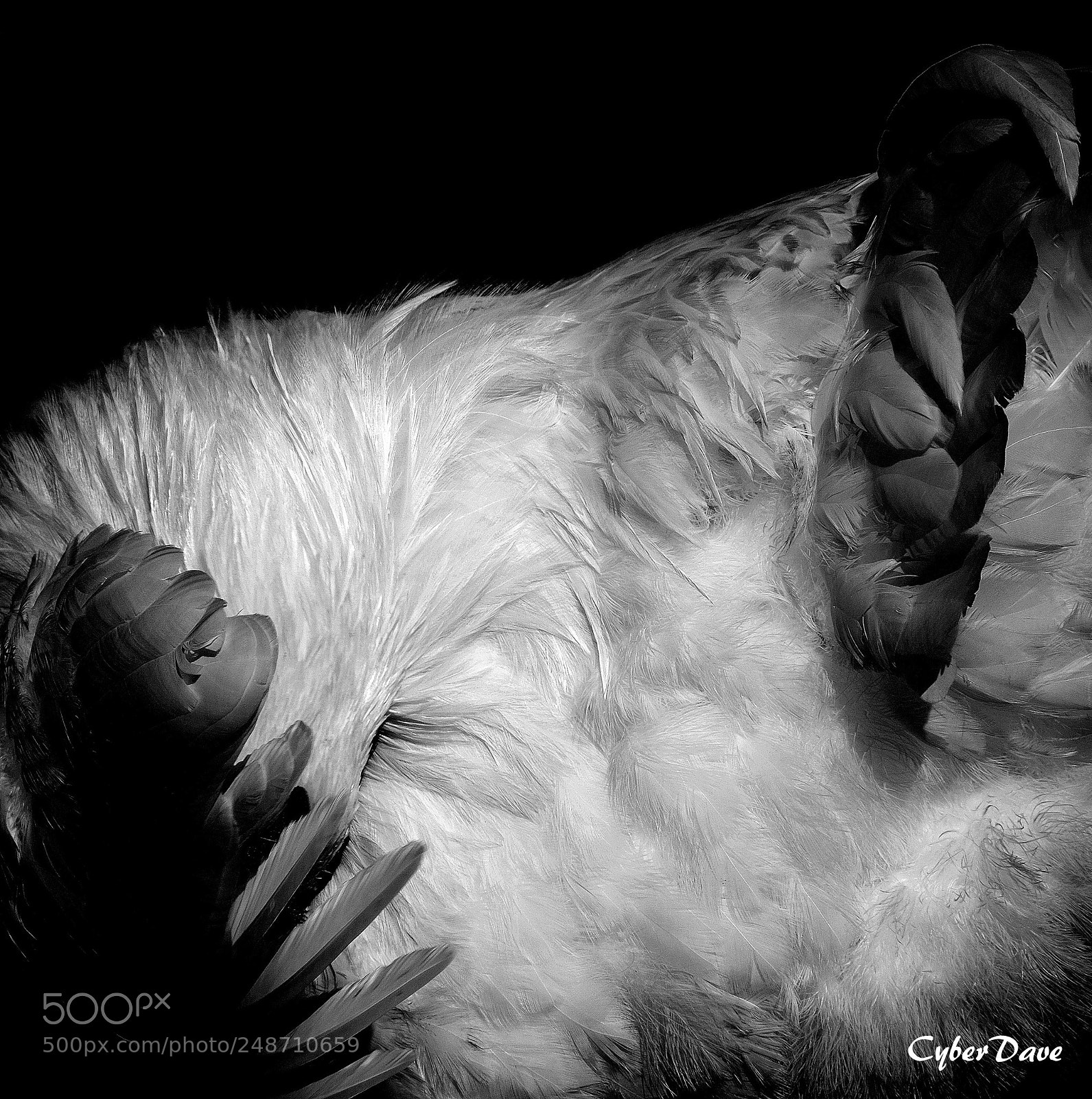 Fujifilm X-T10 sample photo. Feathercopia photography