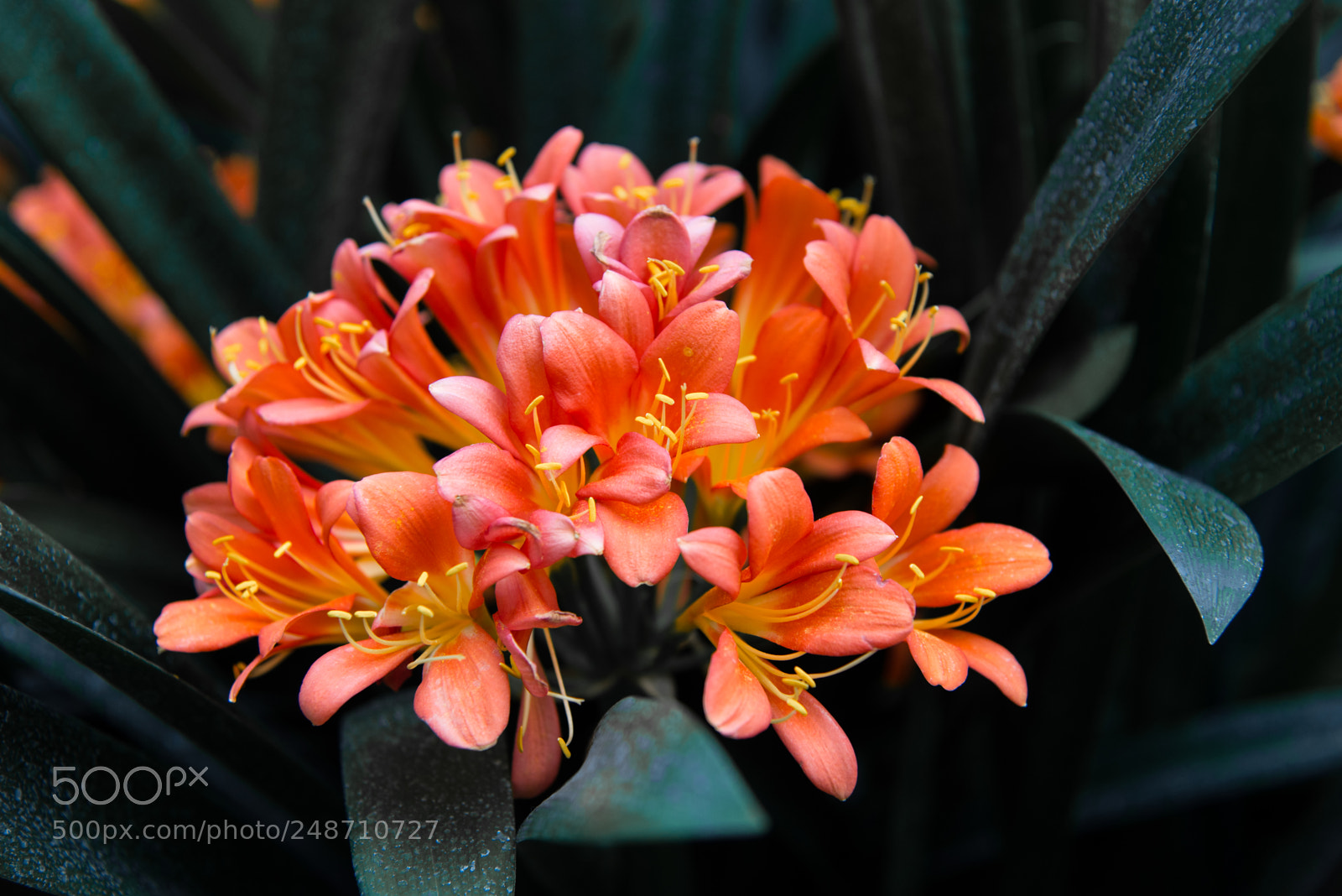 Nikon D610 sample photo. Beautiful flowers photography