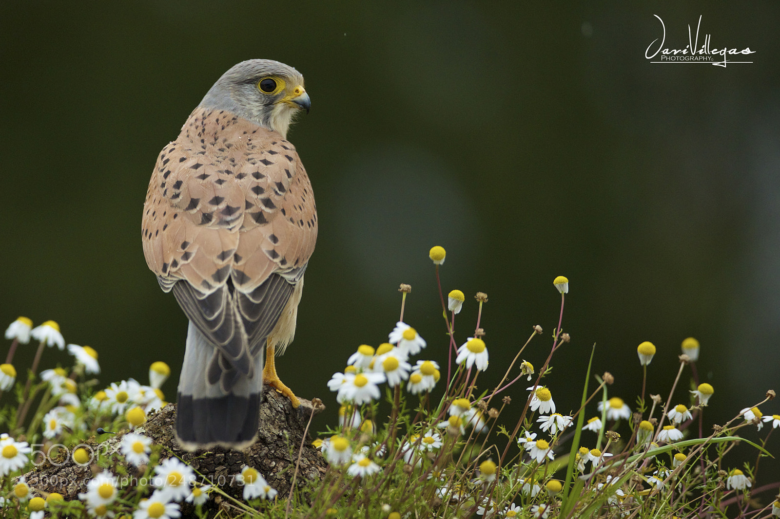 Canon EOS-1D X sample photo. The flower power photography