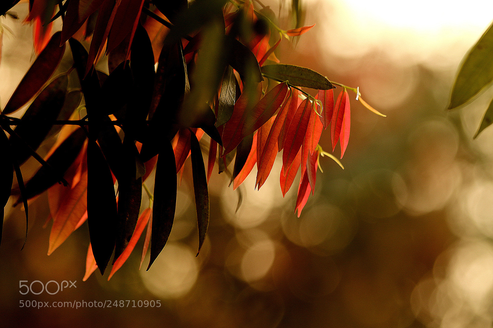 Canon EOS 7D Mark II sample photo. New life photography