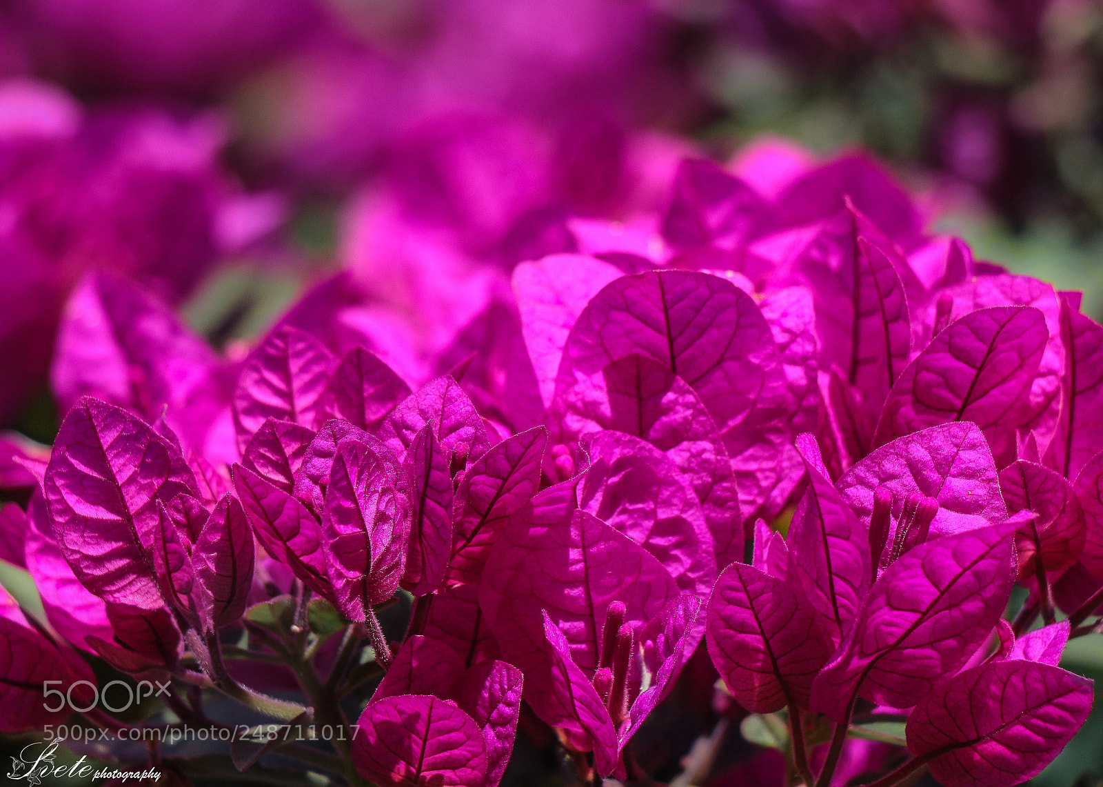 Canon EOS 700D (EOS Rebel T5i / EOS Kiss X7i) sample photo. Pink bougainvillea photography