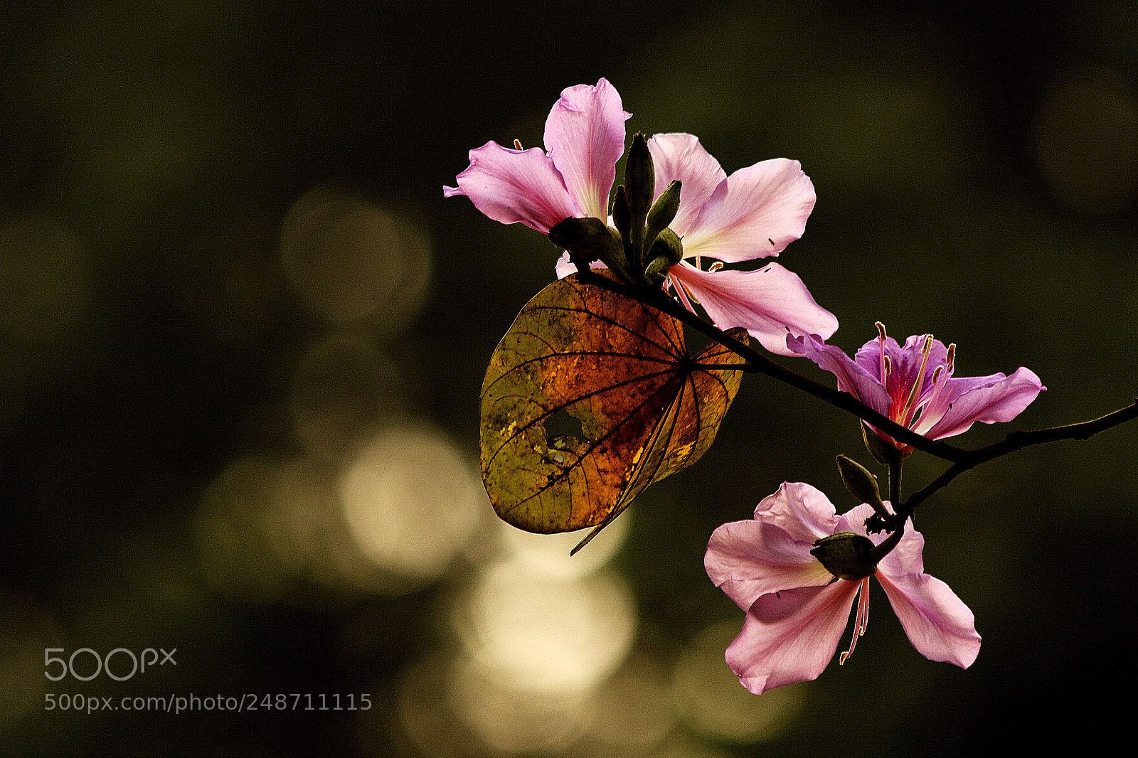 Canon EOS 7D Mark II sample photo. Ia photography