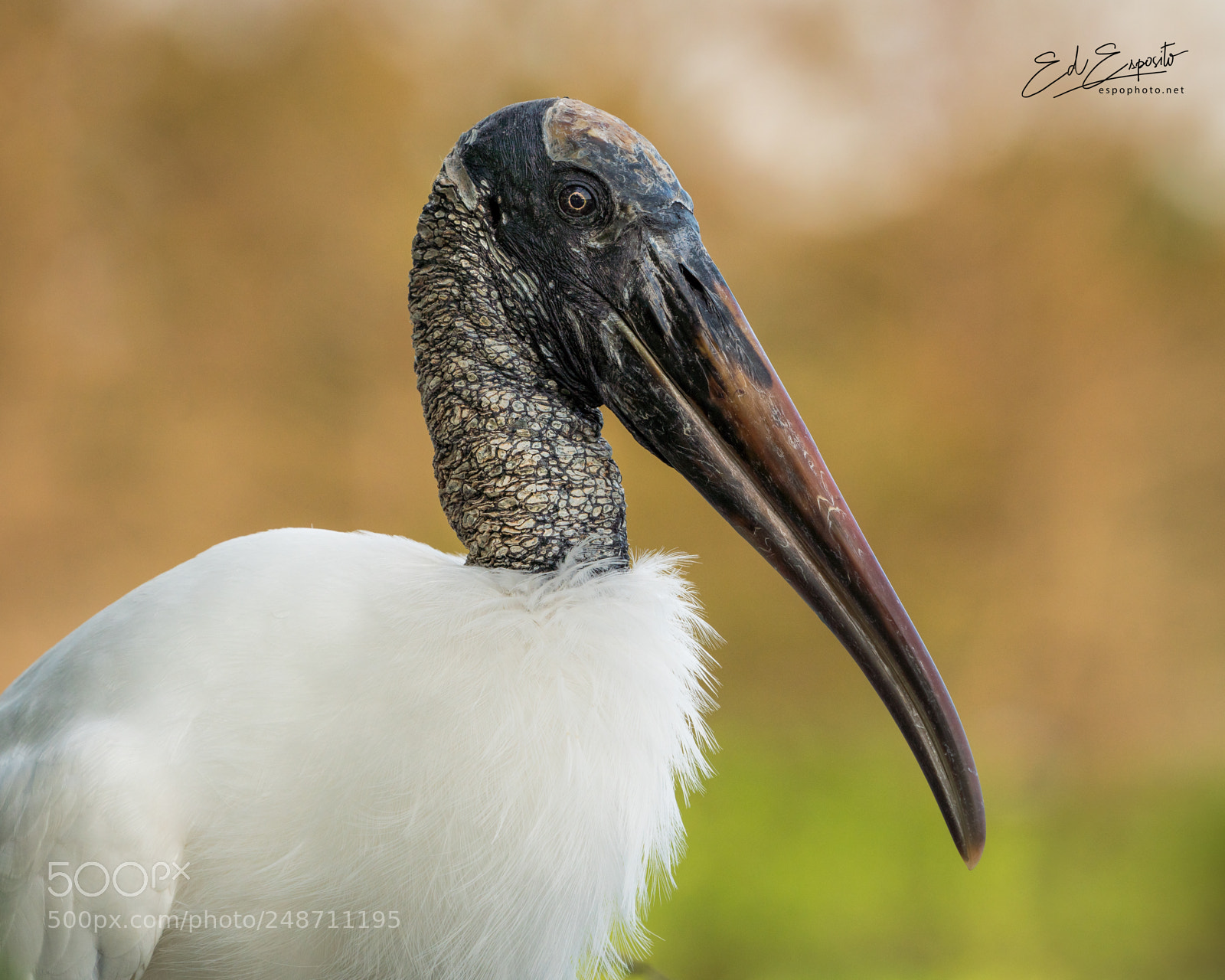 Sony a7R III sample photo. Wood stork photography