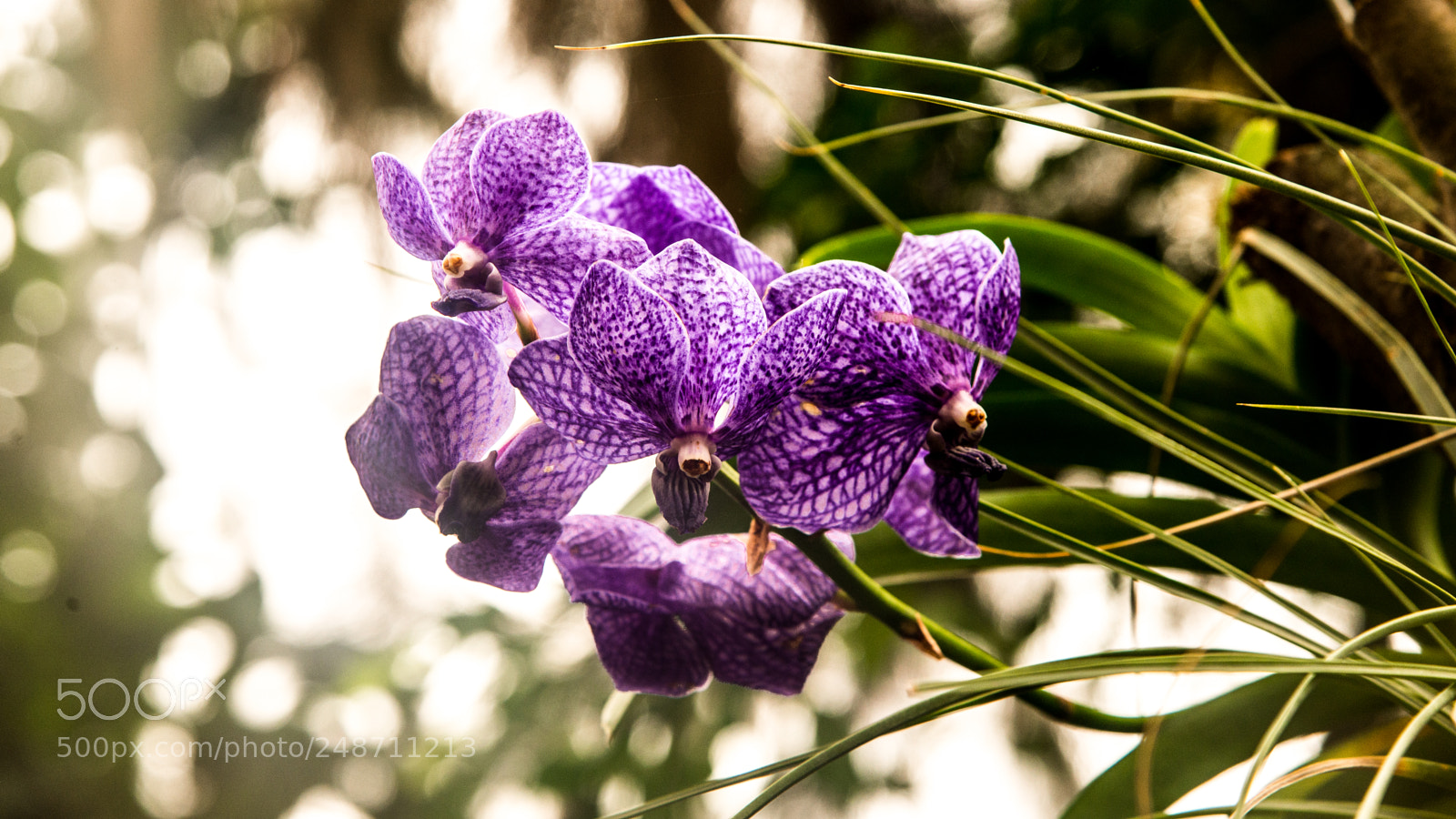 Nikon D610 sample photo. Flowers the sunshine photography