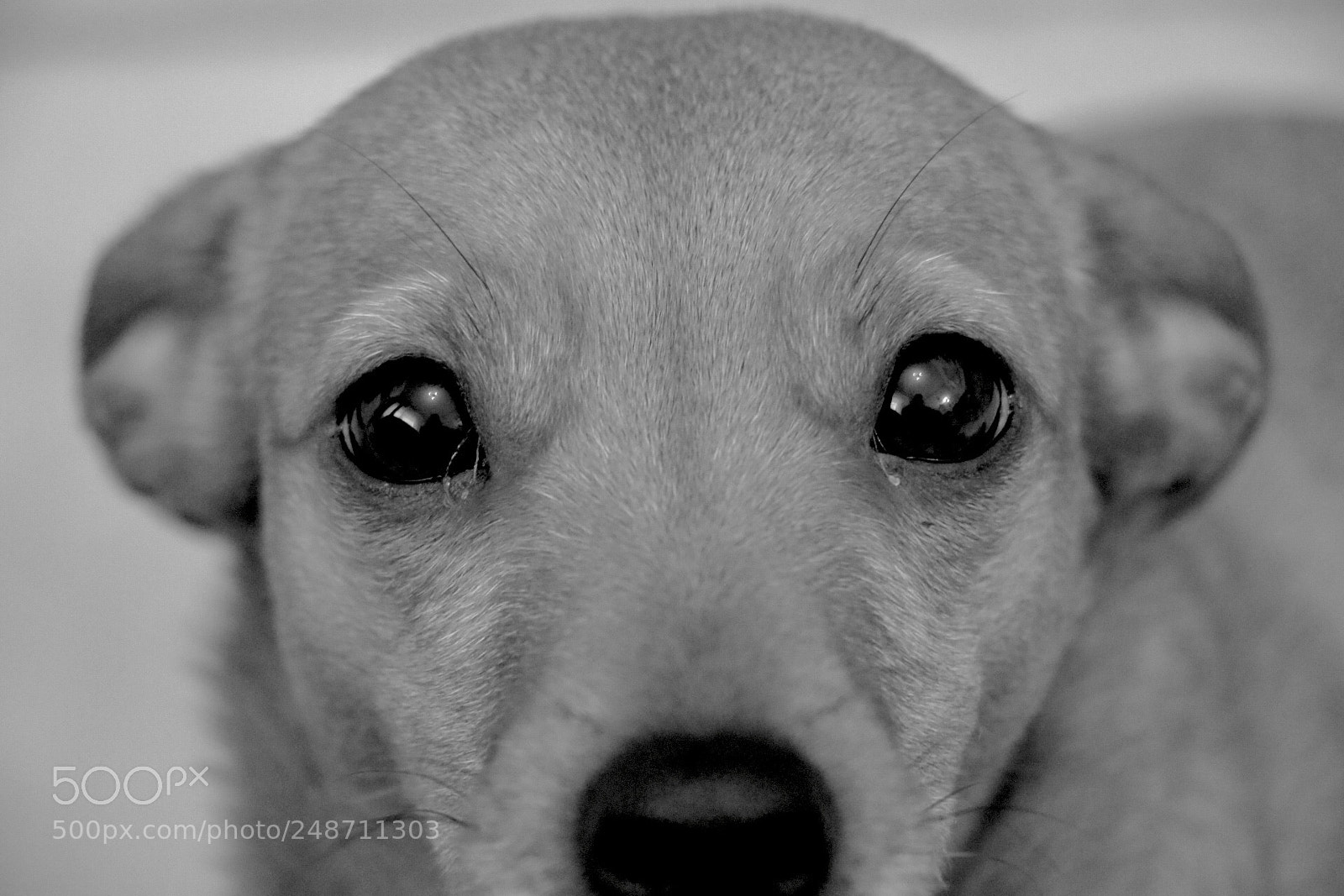 Canon EOS 760D (EOS Rebel T6s / EOS 8000D) sample photo. Mylovemydog photography