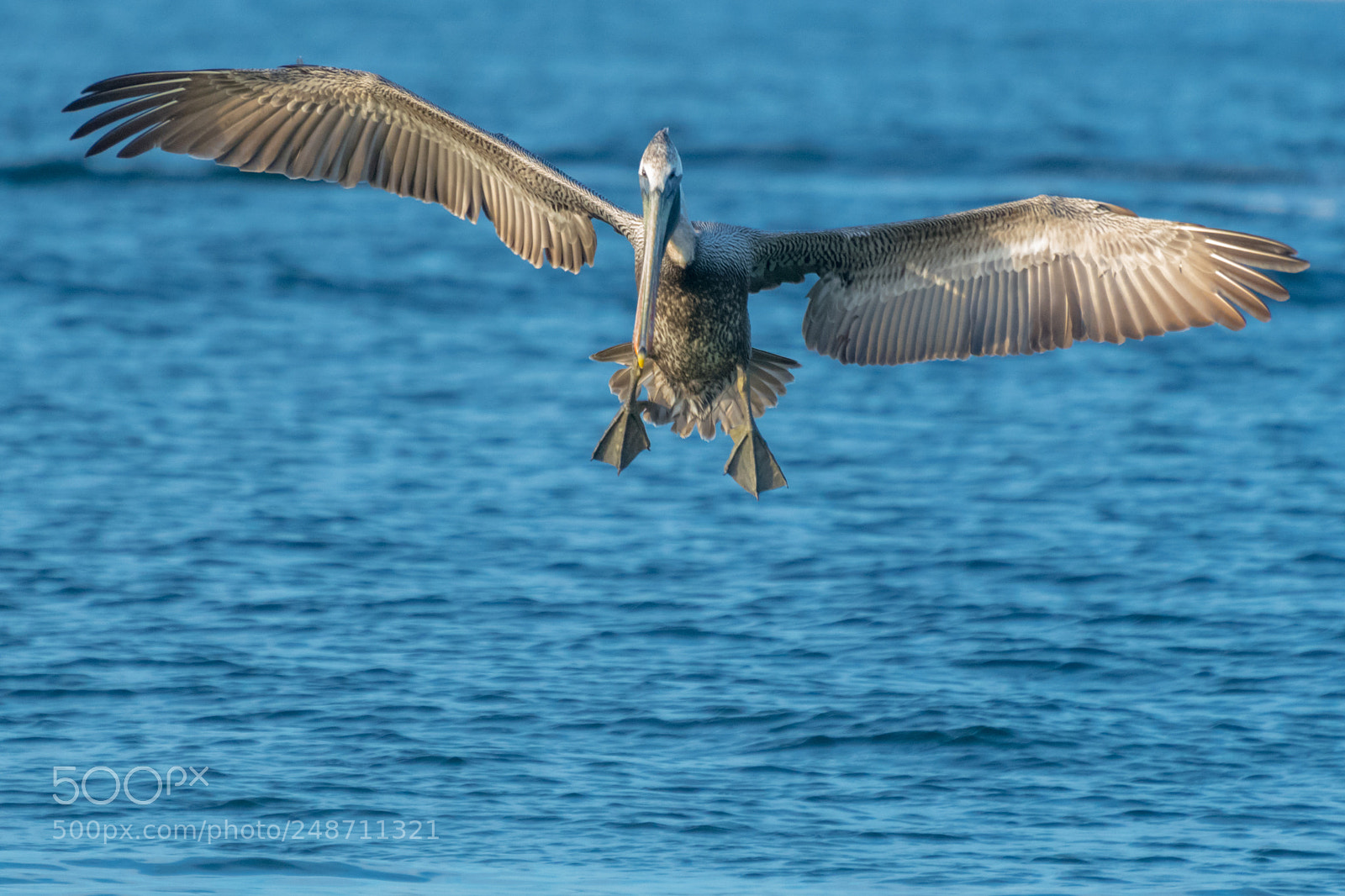 Nikon D500 sample photo. Pelican incoming photography