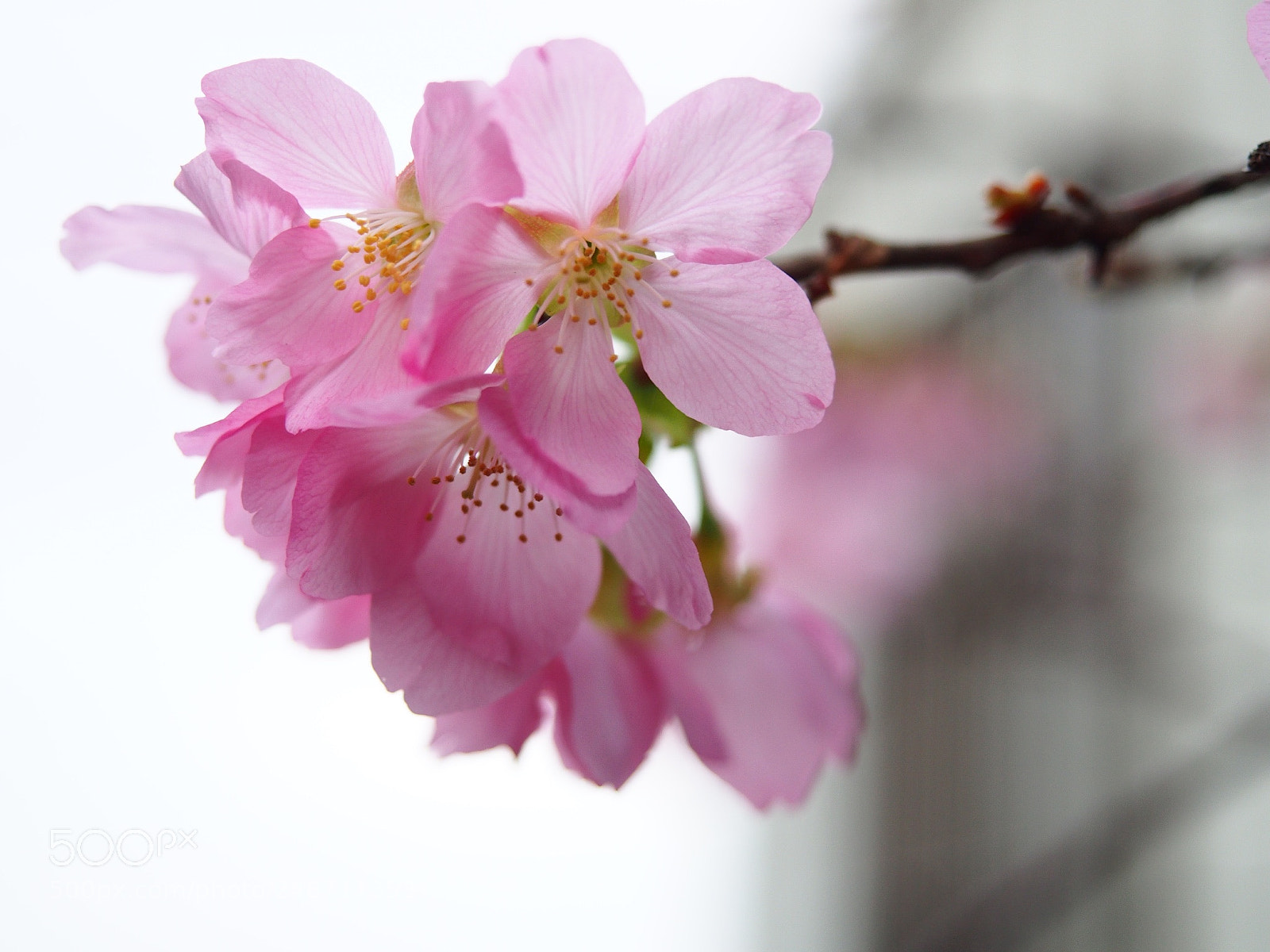 Olympus PEN E-PL6 sample photo. Cherry flowers photography