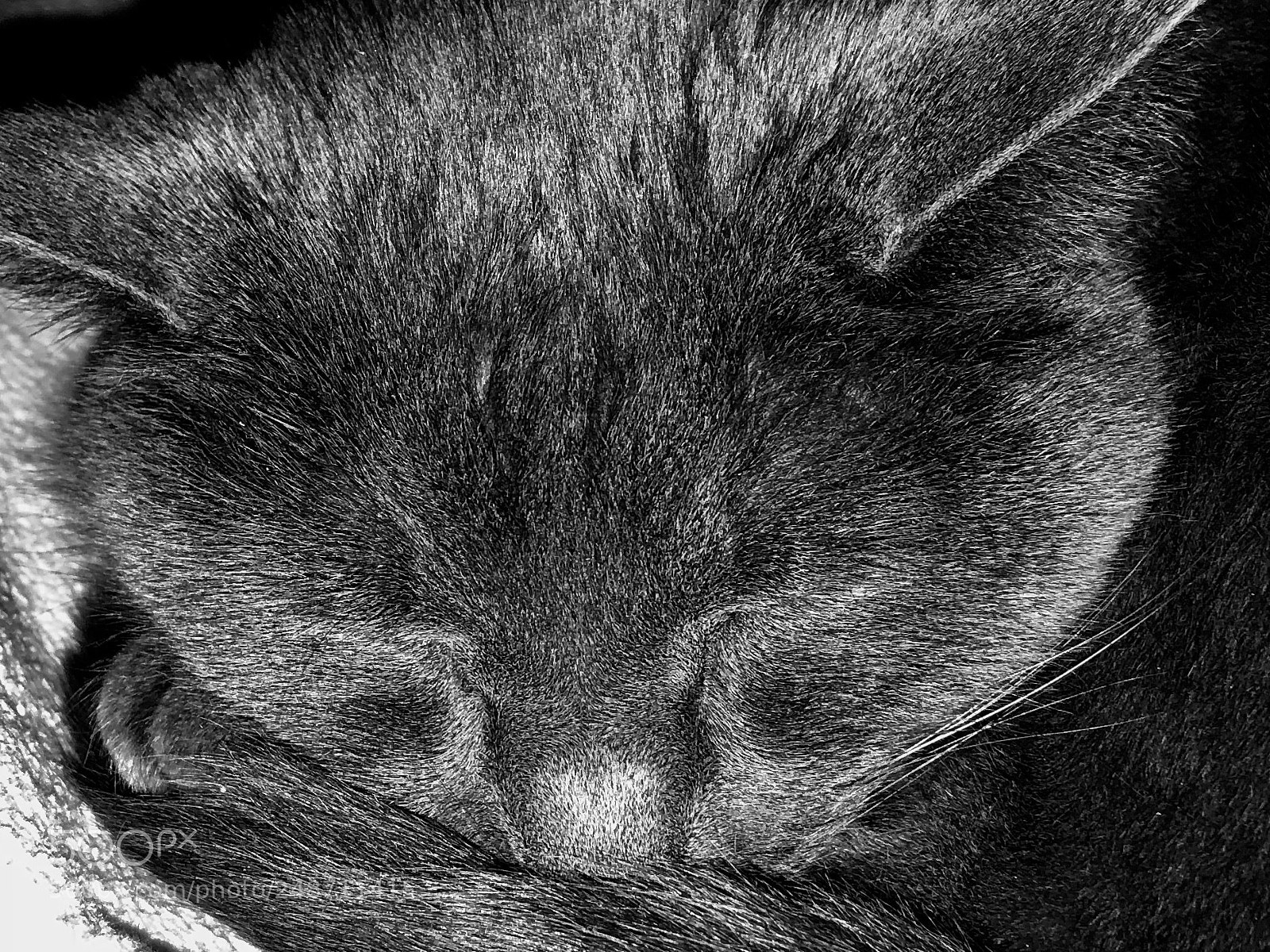 Apple iPhone 8 Plus sample photo. Sleeping cat. photography