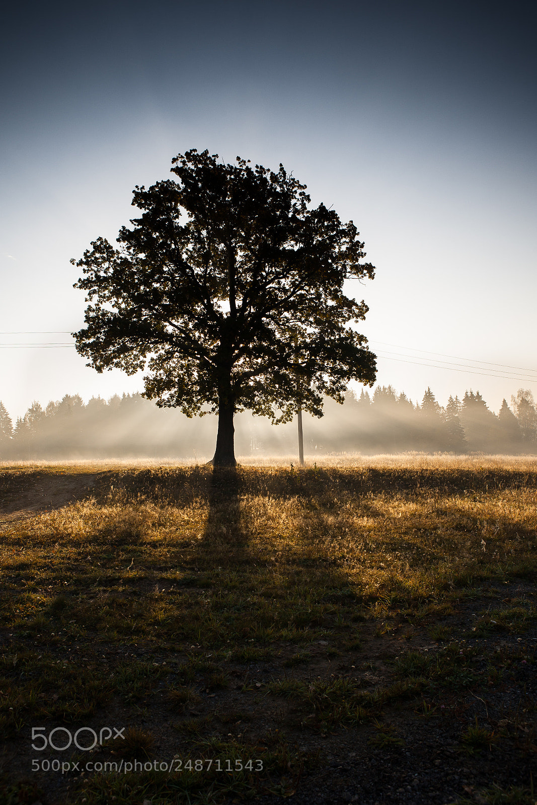 Canon EOS 5D sample photo. Oak. photography