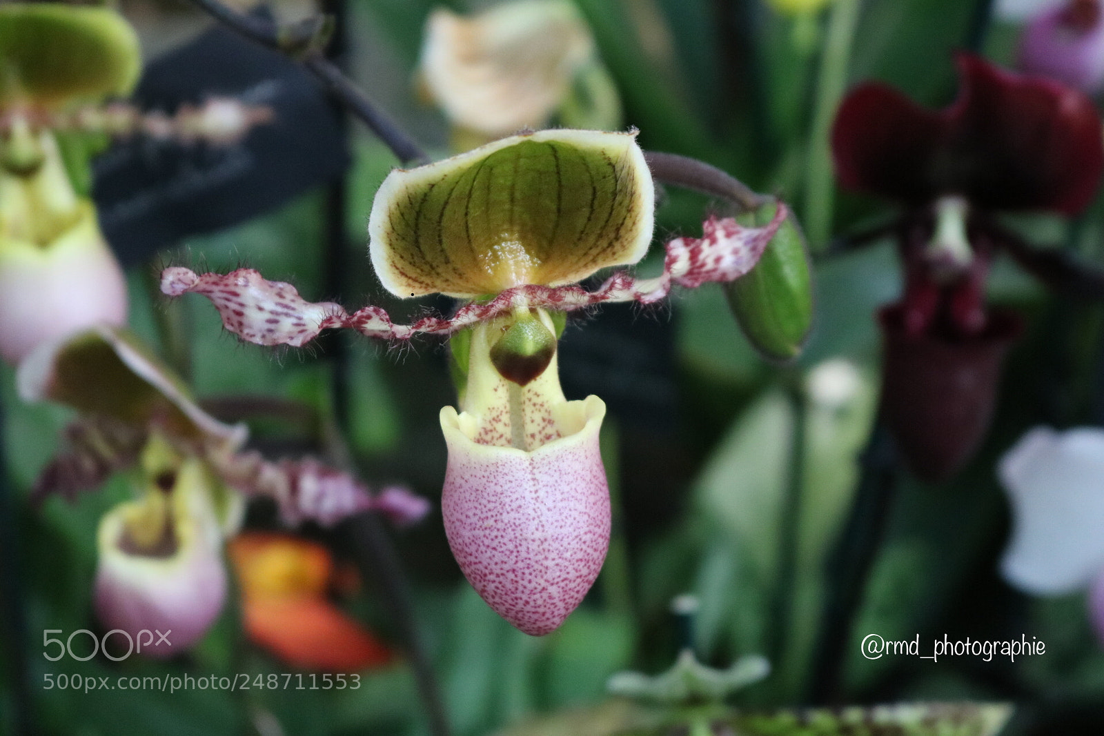 Canon EOS 750D (EOS Rebel T6i / EOS Kiss X8i) sample photo. Untitled photography