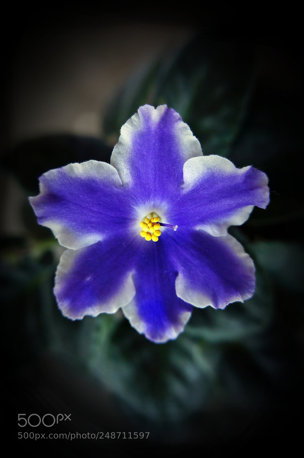 Sony Alpha NEX-5N sample photo. My violet photography