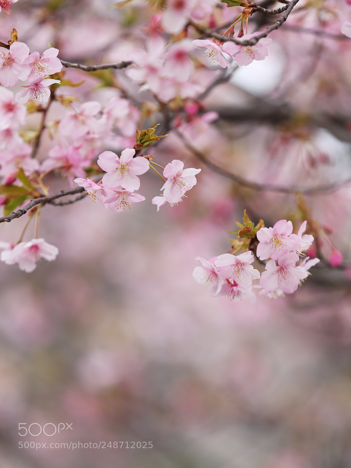 Canon EF 70-200mm F2.8L IS II USM sample photo. Cherry blossoms photography