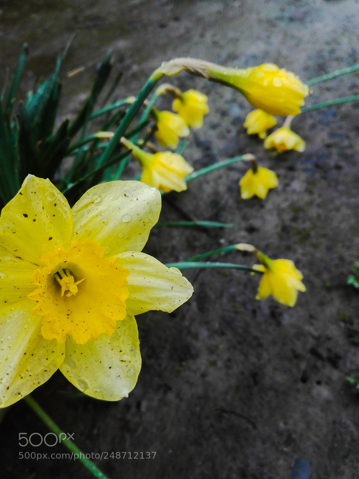 HUAWEI P8 Lite sample photo. Rainy day photography