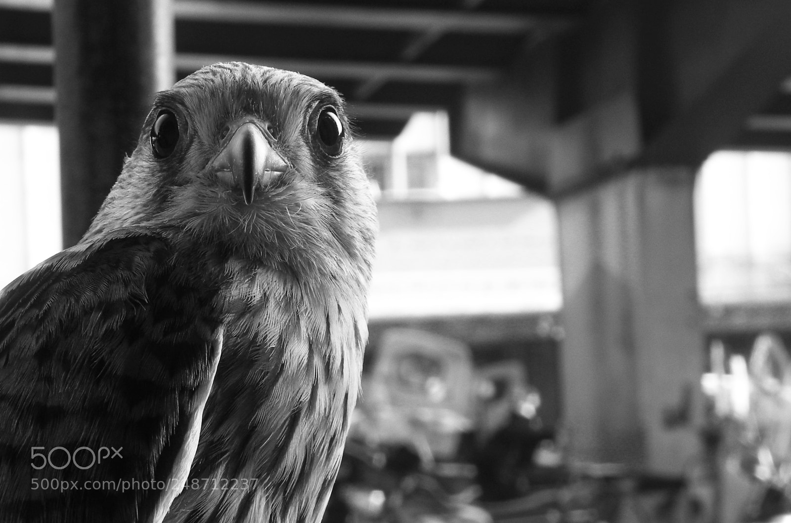 Nikon Coolpix P80 sample photo. The falcon of jomhouri photography