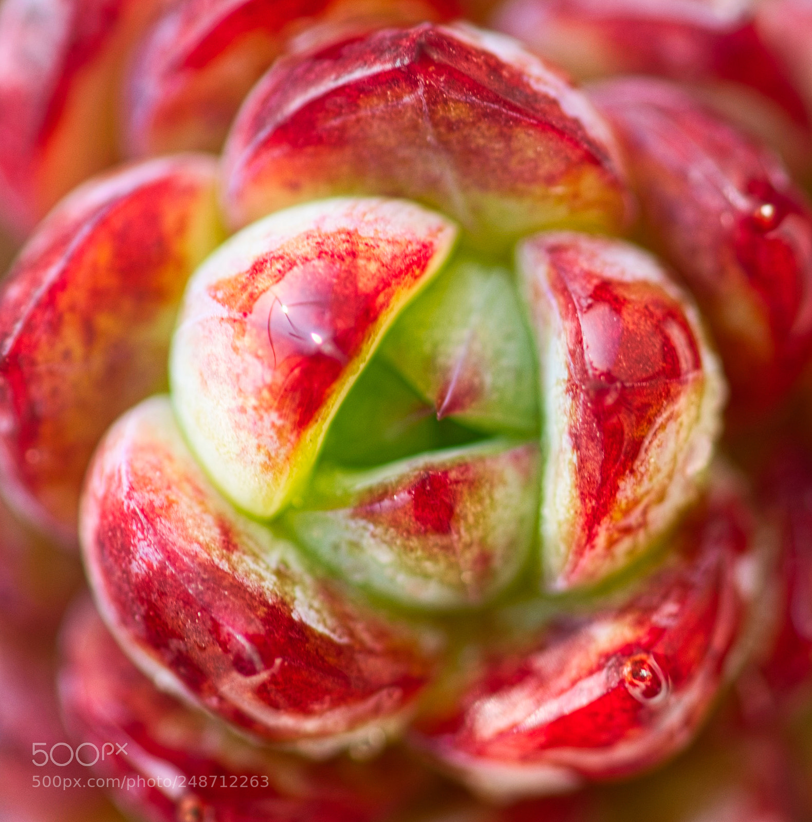 Sony a7R III sample photo. Shiningred photography