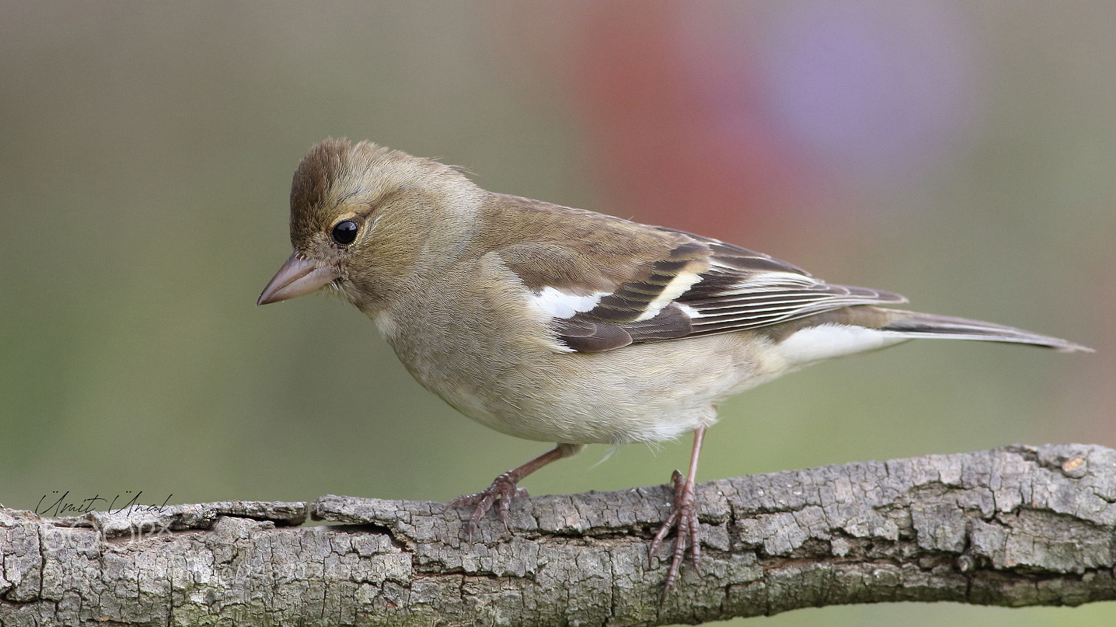 Canon EOS 7D Mark II sample photo. Common chaffinch photography