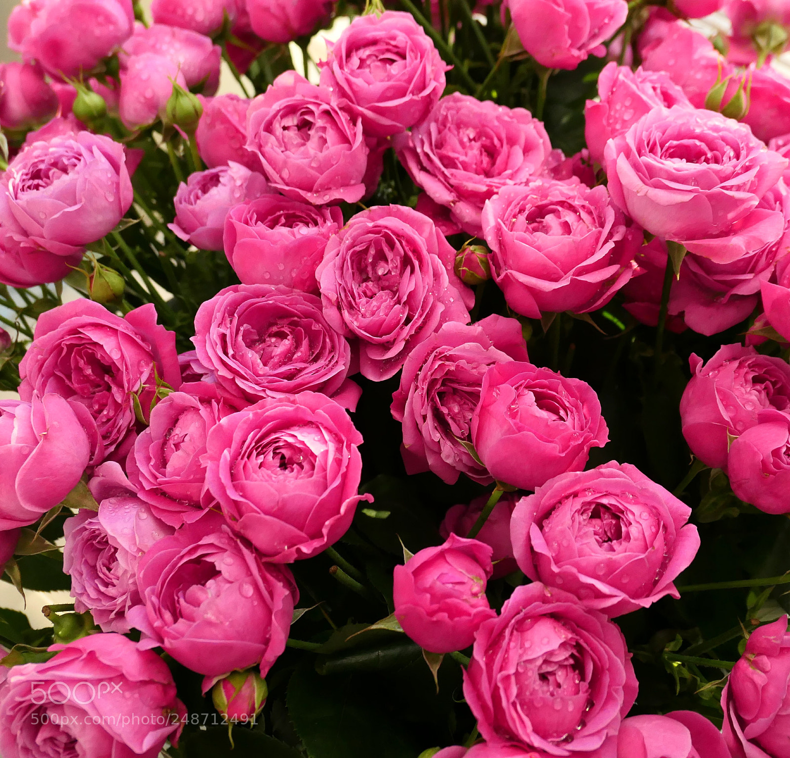 Panasonic Lumix DMC-LX10 (Lumix DMC-LX15) sample photo. Ocean of roses photography