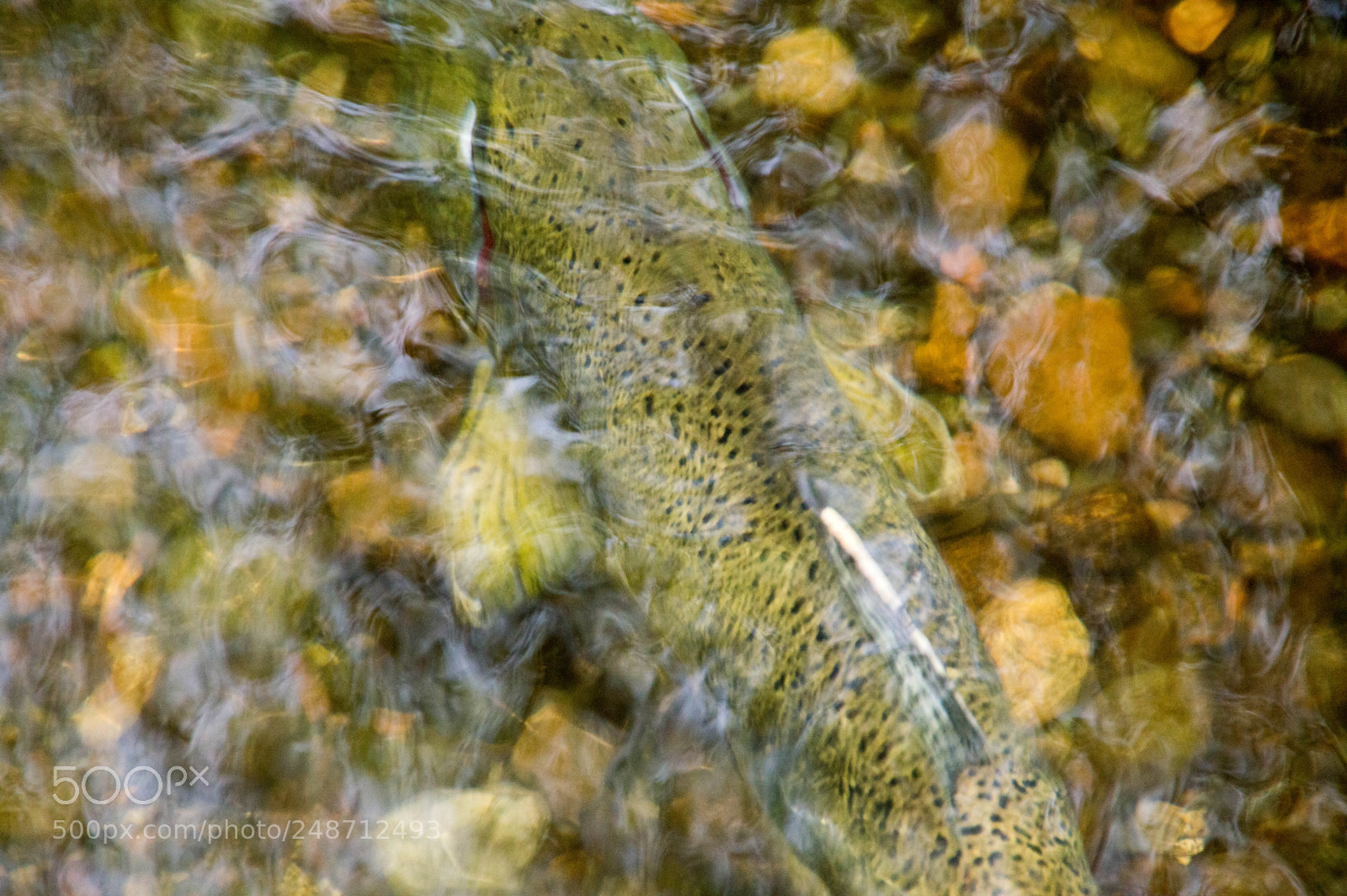 Nikon D3200 sample photo. Salmon photography