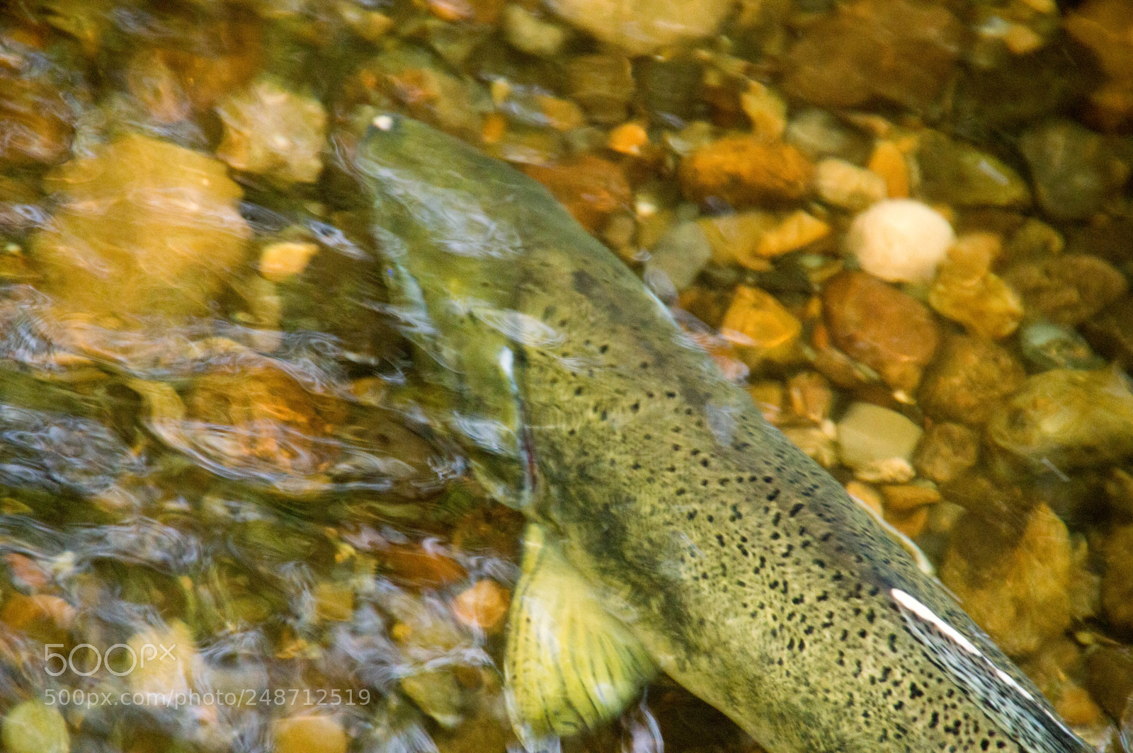 Nikon D3200 sample photo. Salmon photography
