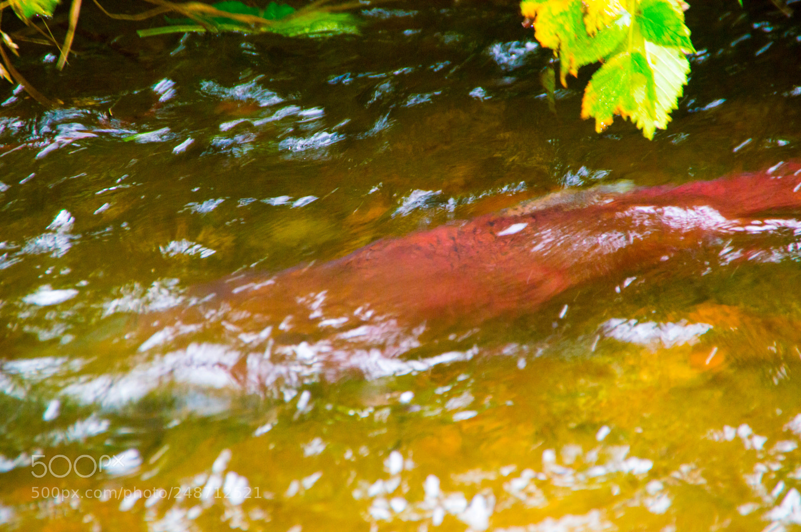 Nikon D3200 sample photo. Salmon photography
