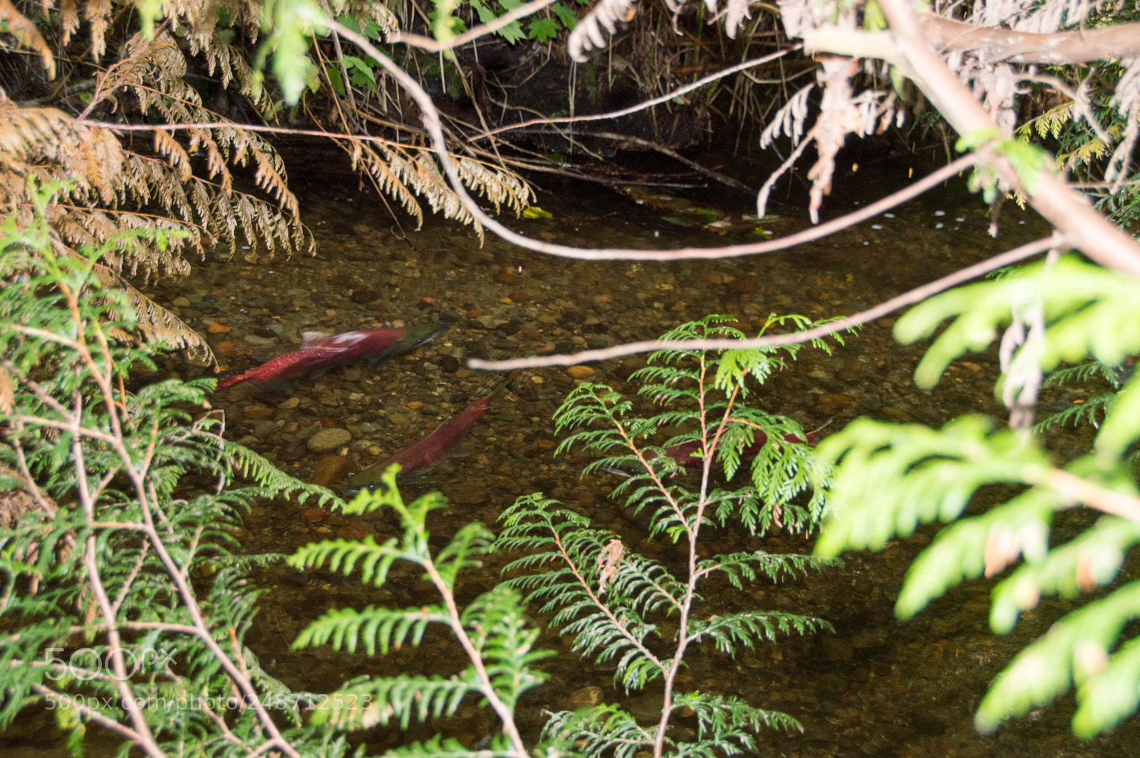 Nikon D3200 sample photo. Salmon photography