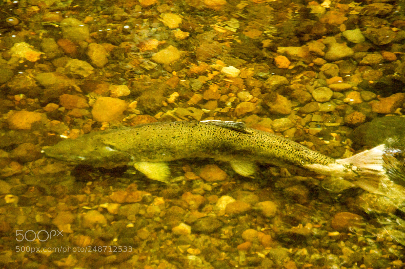 Nikon D3200 sample photo. Salmon photography
