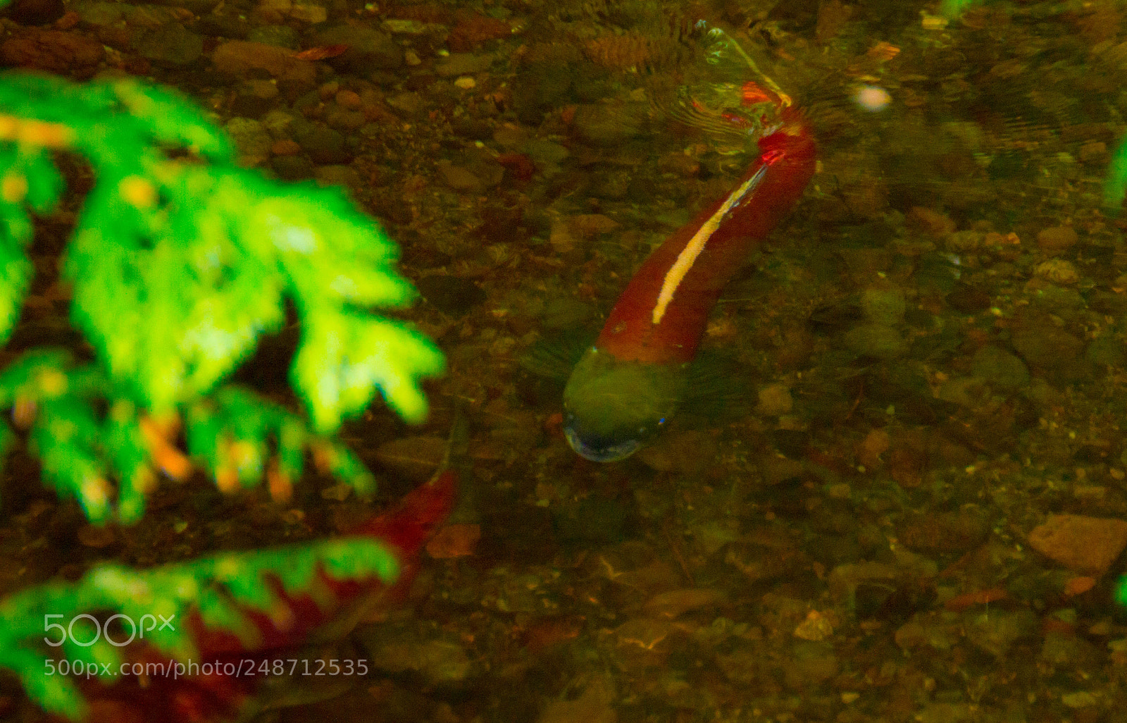 Nikon D3200 sample photo. Salmon photography
