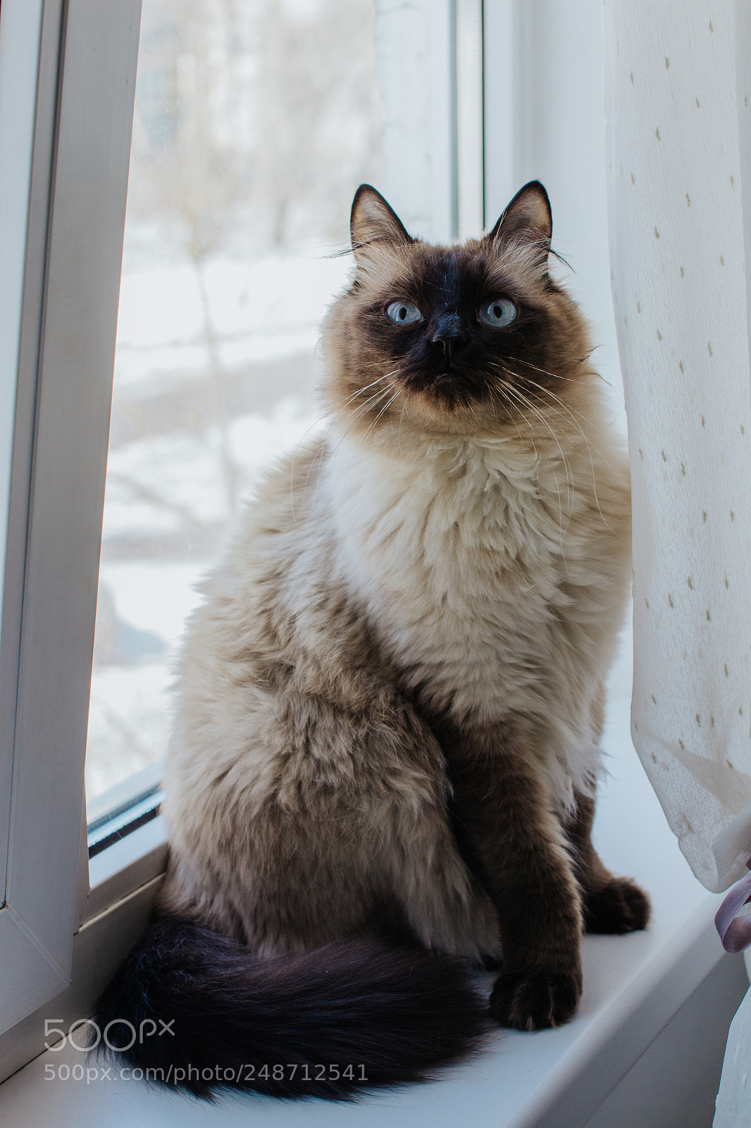 Canon EOS 700D (EOS Rebel T5i / EOS Kiss X7i) sample photo. Untitled photography
