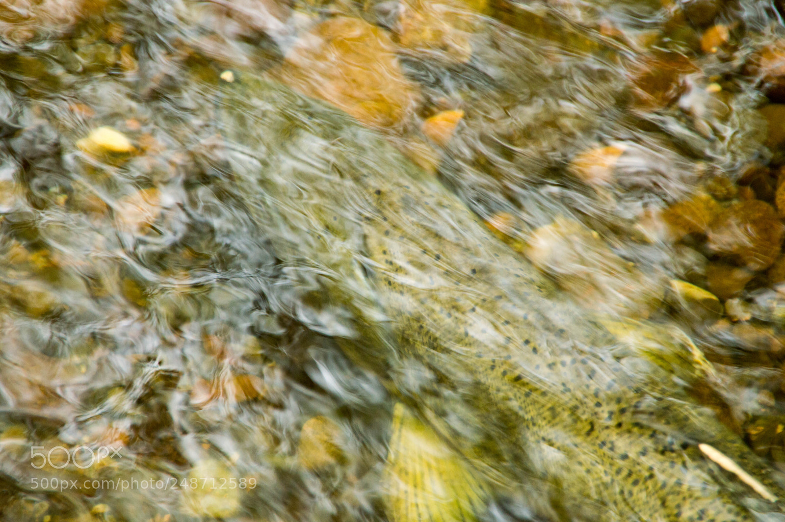Nikon D3200 sample photo. Salmon photography