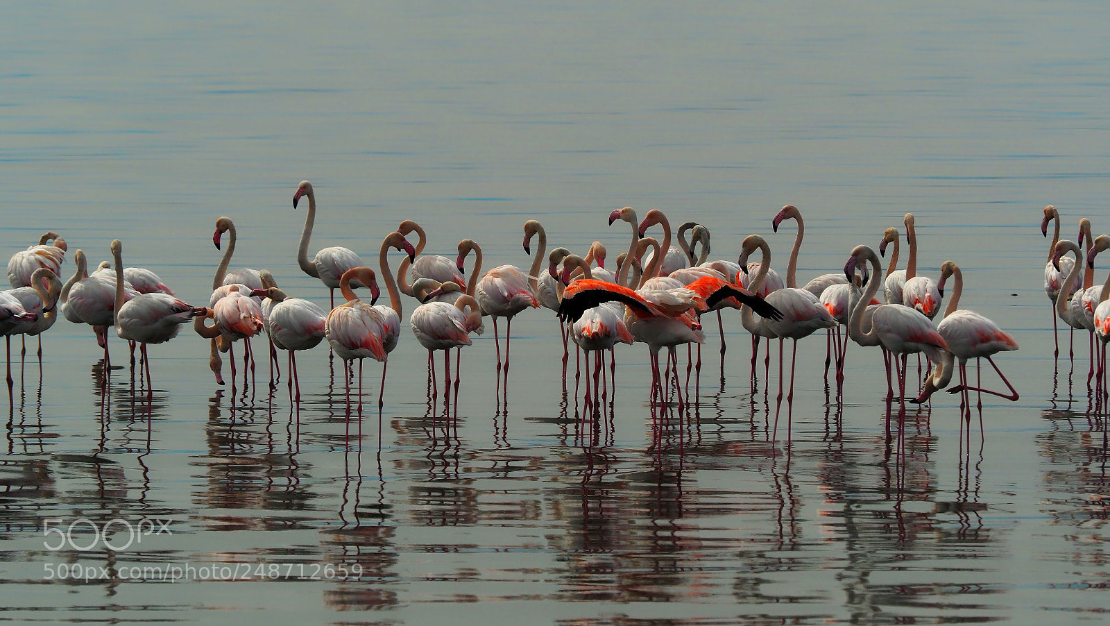 Olympus OM-D E-M1 Mark II sample photo. Flamingo photography