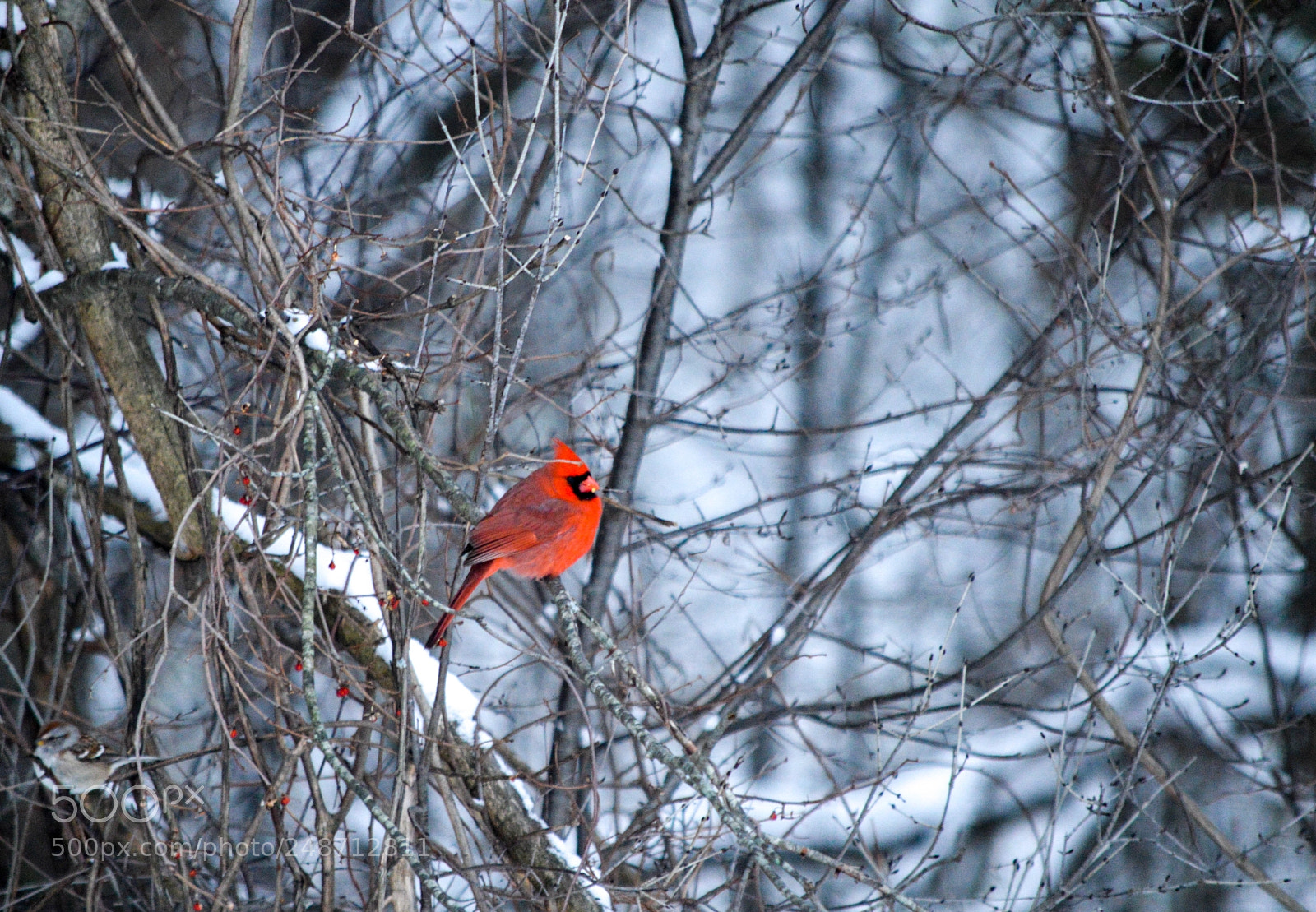 Nikon D3200 sample photo. Cardinal photography