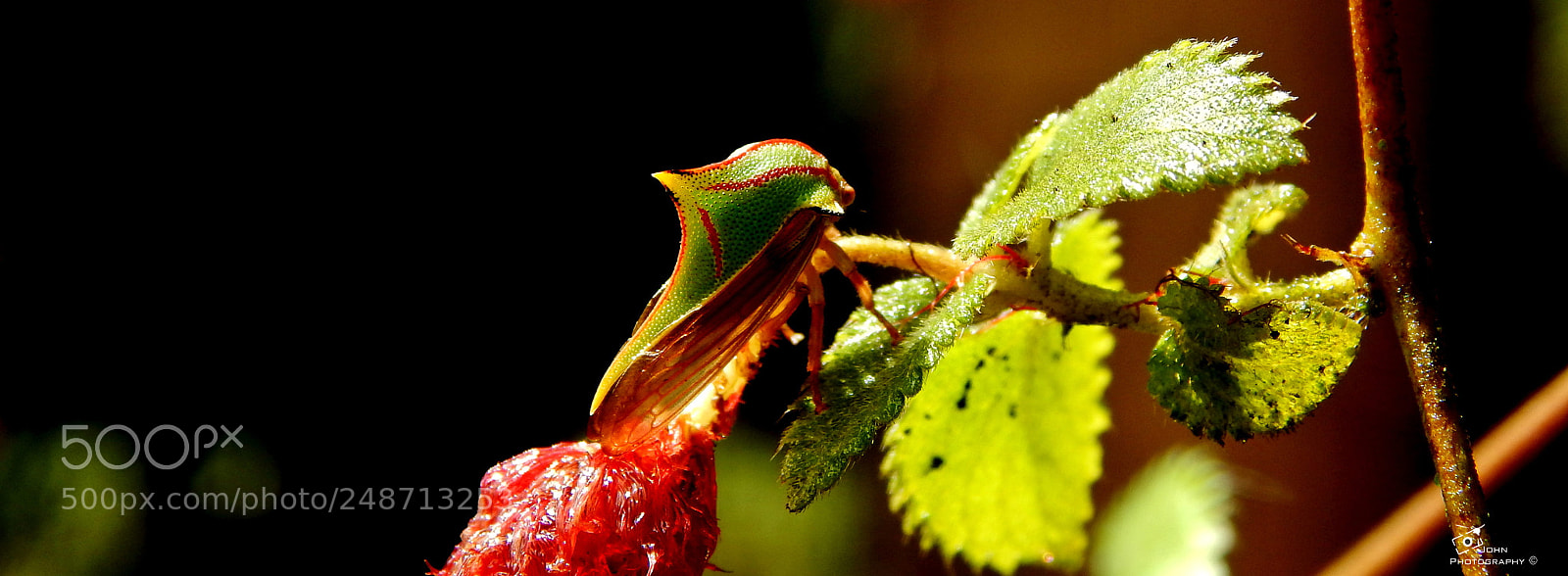 Nikon Coolpix L820 sample photo. What insect is this? photography