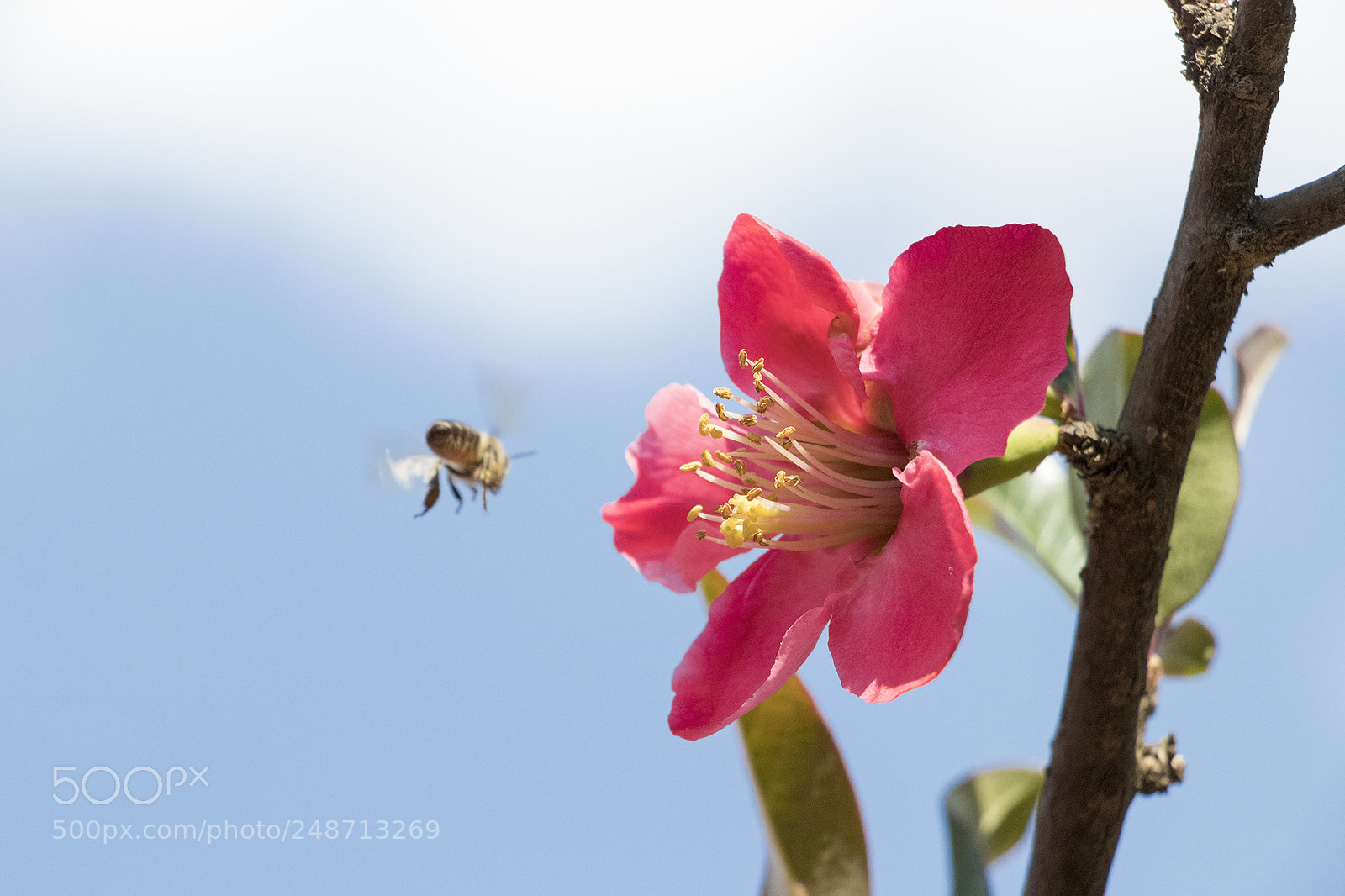 Canon EOS 80D sample photo. Busy bee photography