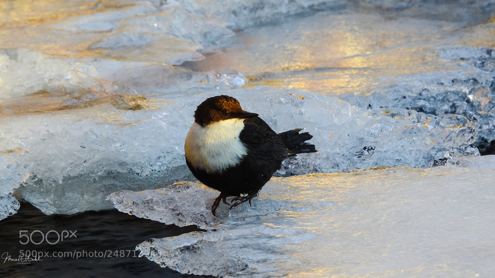 Nikon Coolpix P900 sample photo. Dipper baths in sunlight photography