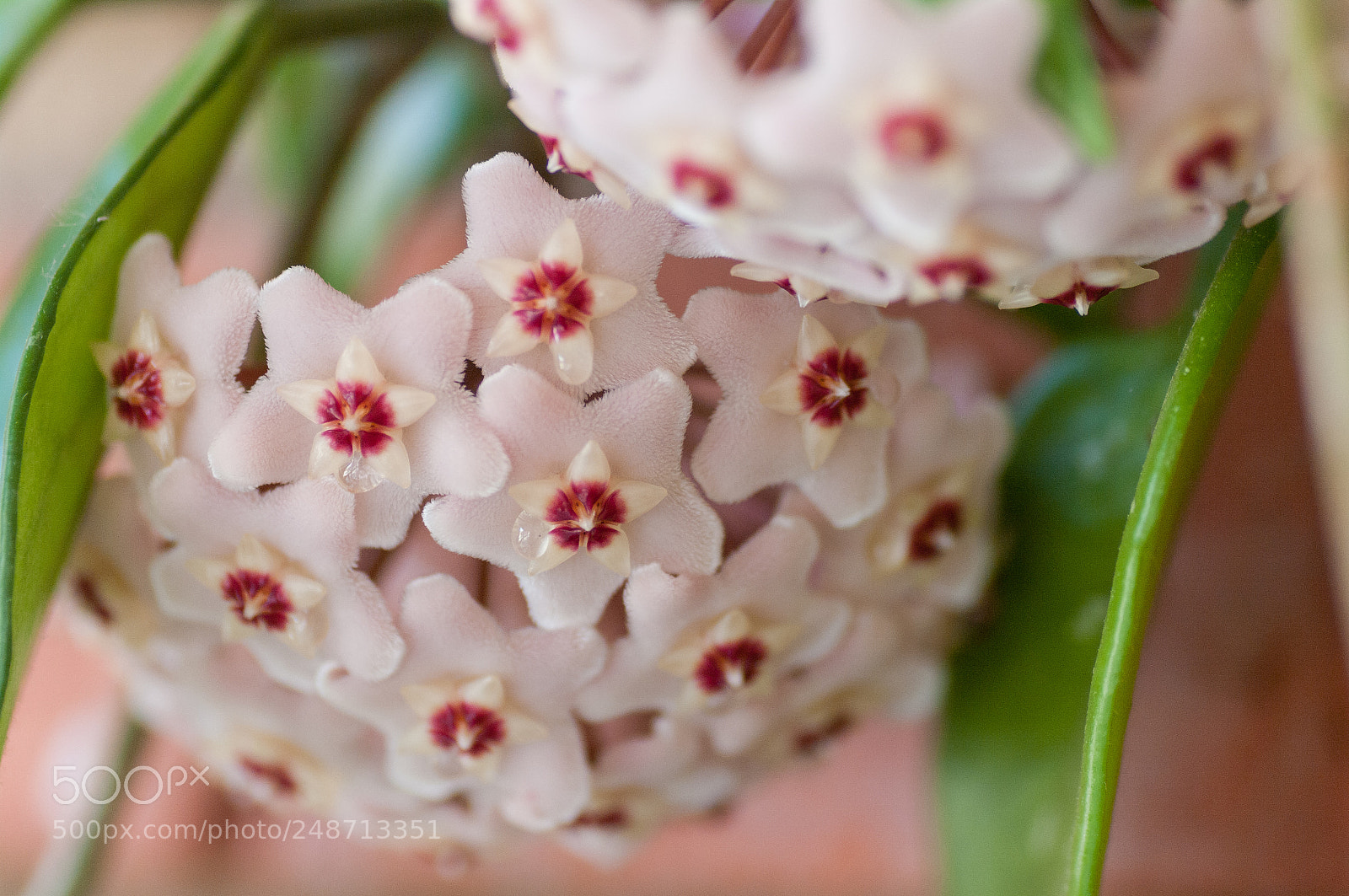 Pentax K20D sample photo. Hoya fleshy hoya carnosa photography