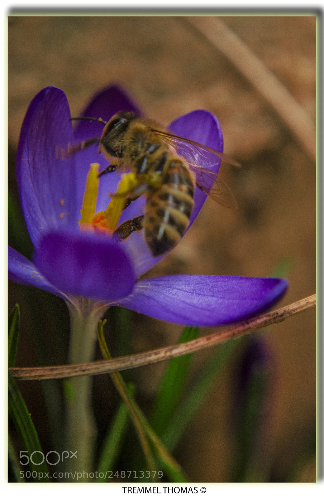 Nikon D5100 sample photo. A bee who found photography